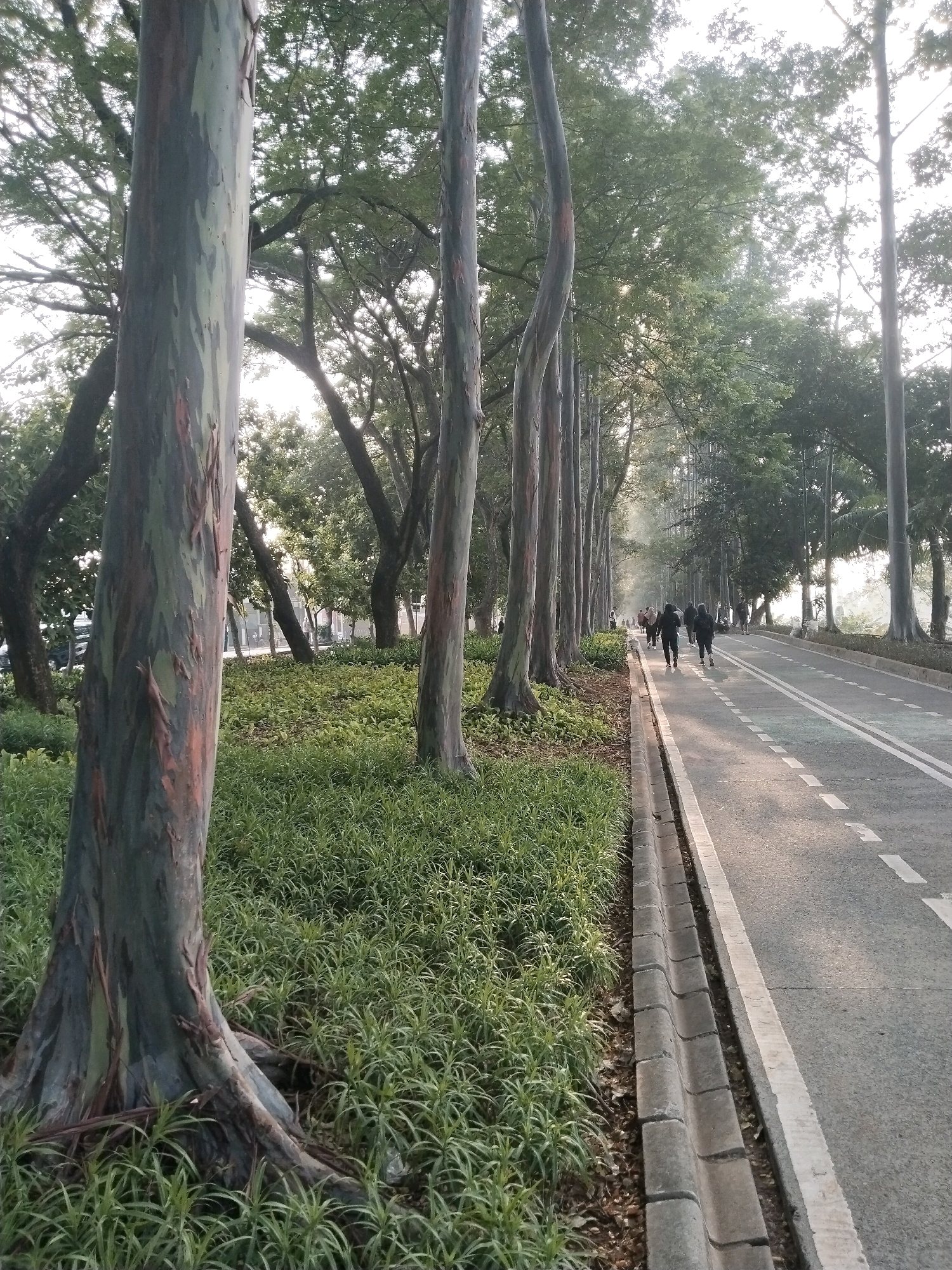This is a medium-shot, eye-level photograph taken outdoors at a park in East Jakarta, Indonesia. The foreground features the colorful, striped trunk of a rainbow eucalyptus tree, with its textured bark showing patches of green, red, and grey. The tree is surrounded by lush, green ground cover. To the right, a paved pathway or road runs parallel to the trees, marked with white dashed lines, indicating it is a lane for pedestrians or cyclists. Several people are seen walking or jogging on the pathway in the middle ground, appearing as dark silhouettes against the bright, sunlit road. In the background, a dense line of trees with green foliage forms a natural canopy, with sunlight filtering through the leaves, creating a hazy effect. The overall scene suggests a park or recreational area, possibly within a city, with a focus on nature and outdoor activity.