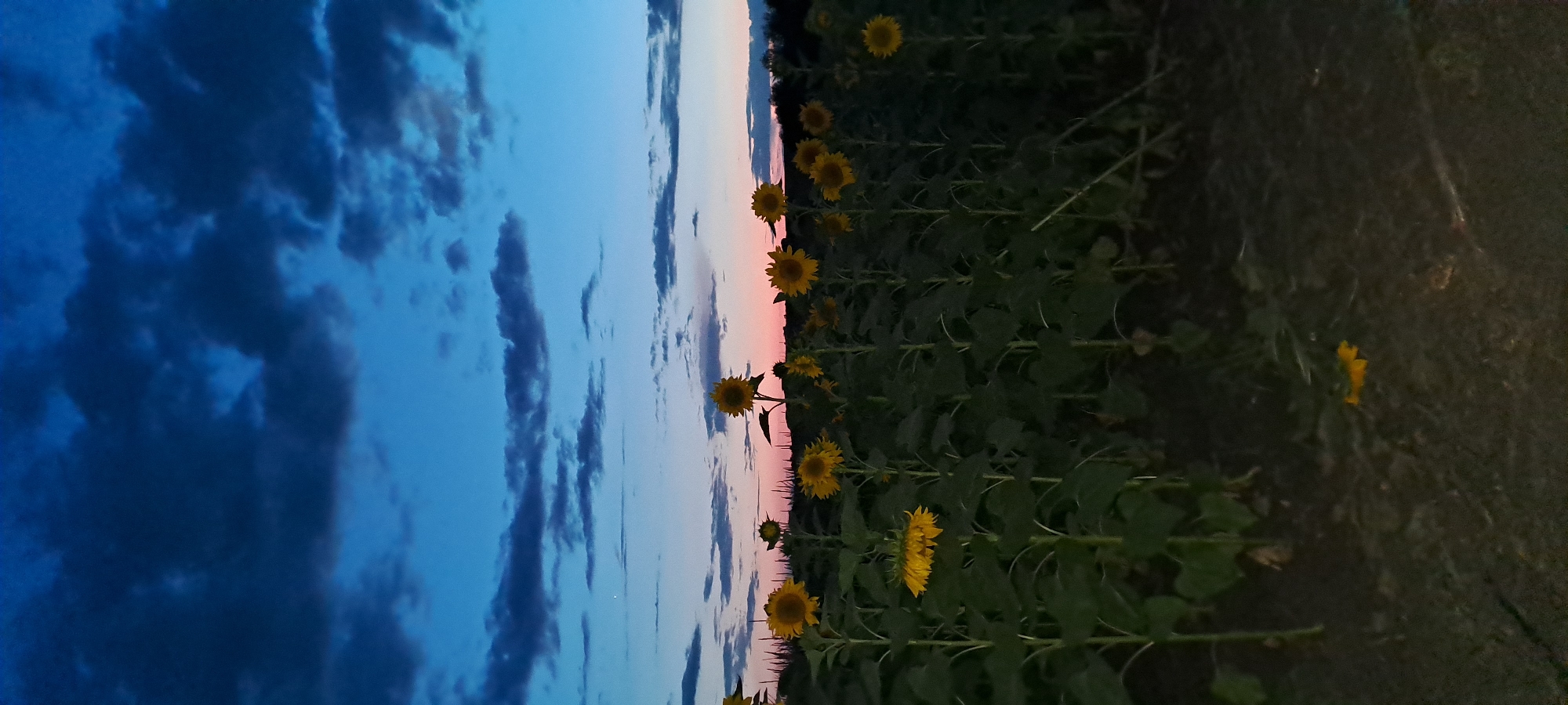 In the city of Chirileni, Moldova, a field of sunflowers is captured at dusk. The sky is a gradient of deep blue, transitioning to pink and orange near the horizon. Dark, cloudy formations are scattered across the upper portion of the sky. The sunflowers, with their characteristic yellow petals and dark centers, stand tall, their faces mostly turned towards the faint light. Some sunflowers are in full bloom, while others appear to be closing for the evening, with one sunflower hanging downwards. The surrounding foliage is dark green and dense. The ground in the foreground is a dark, earthy tone with some scattered debris, including a fallen yellow petal or small flower. The overall impression is one of a tranquil, natural landscape at the end of the day.