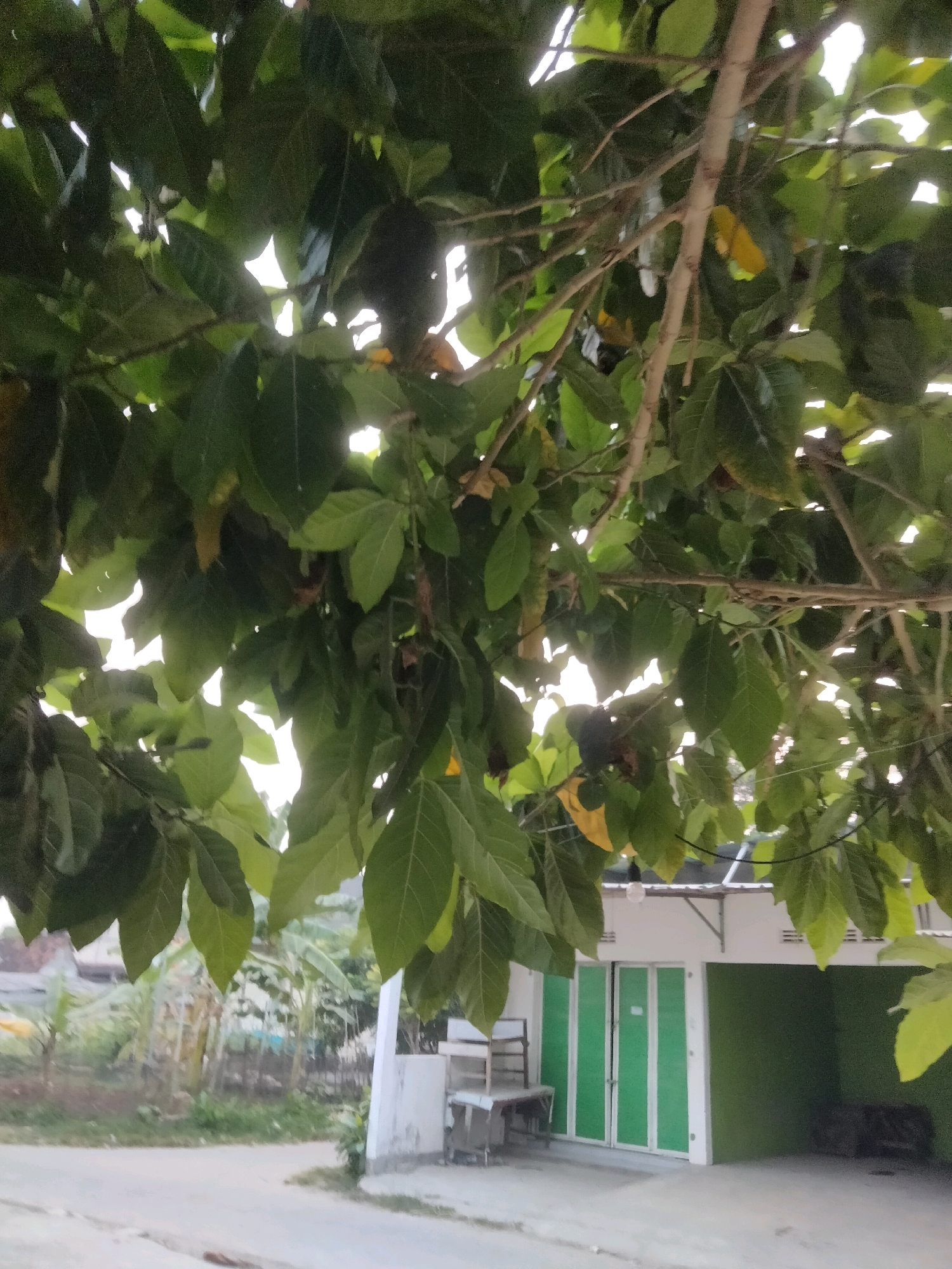 The image depicts an outdoor scene, likely in Merakurak, Indonesia, with a focus on the branches and leaves of a tree in the foreground. The leaves are a vibrant green, with some yellowing present, suggesting possibly autumn or a change in season. Through the foliage, a building is visible in the background. This building appears to be a shop or business, characterized by its green folding doors and white exterior walls. A portion of a road or pathway is in front of the building, and some vegetation and fences can be seen to the left. The overall impression is one of a semi-urban or suburban environment with natural elements integrated.