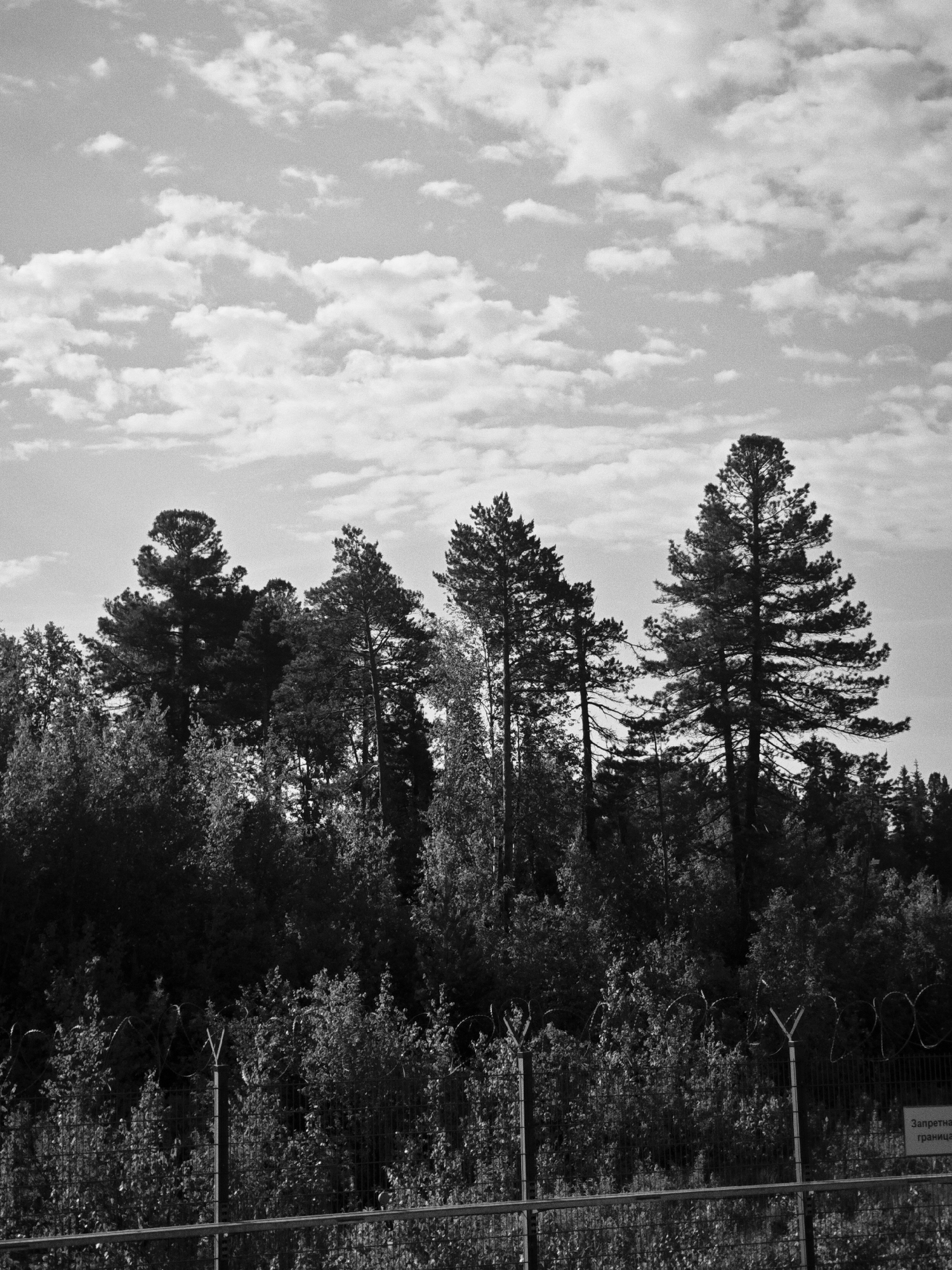In a black and white photograph, a dense forest canopy dominates the upper portion of the frame against a sky filled with scattered clouds. Several tall pine trees are prominent, with one particularly large specimen standing centrally. Below the trees, a chain-link fence topped with barbed wire runs horizontally across the lower part of the image, suggesting a boundary. A small sign with Cyrillic lettering is visible on the right side of the fence. The overall scene depicts a natural area delineated by a security fence, likely on the outskirts of a populated area.