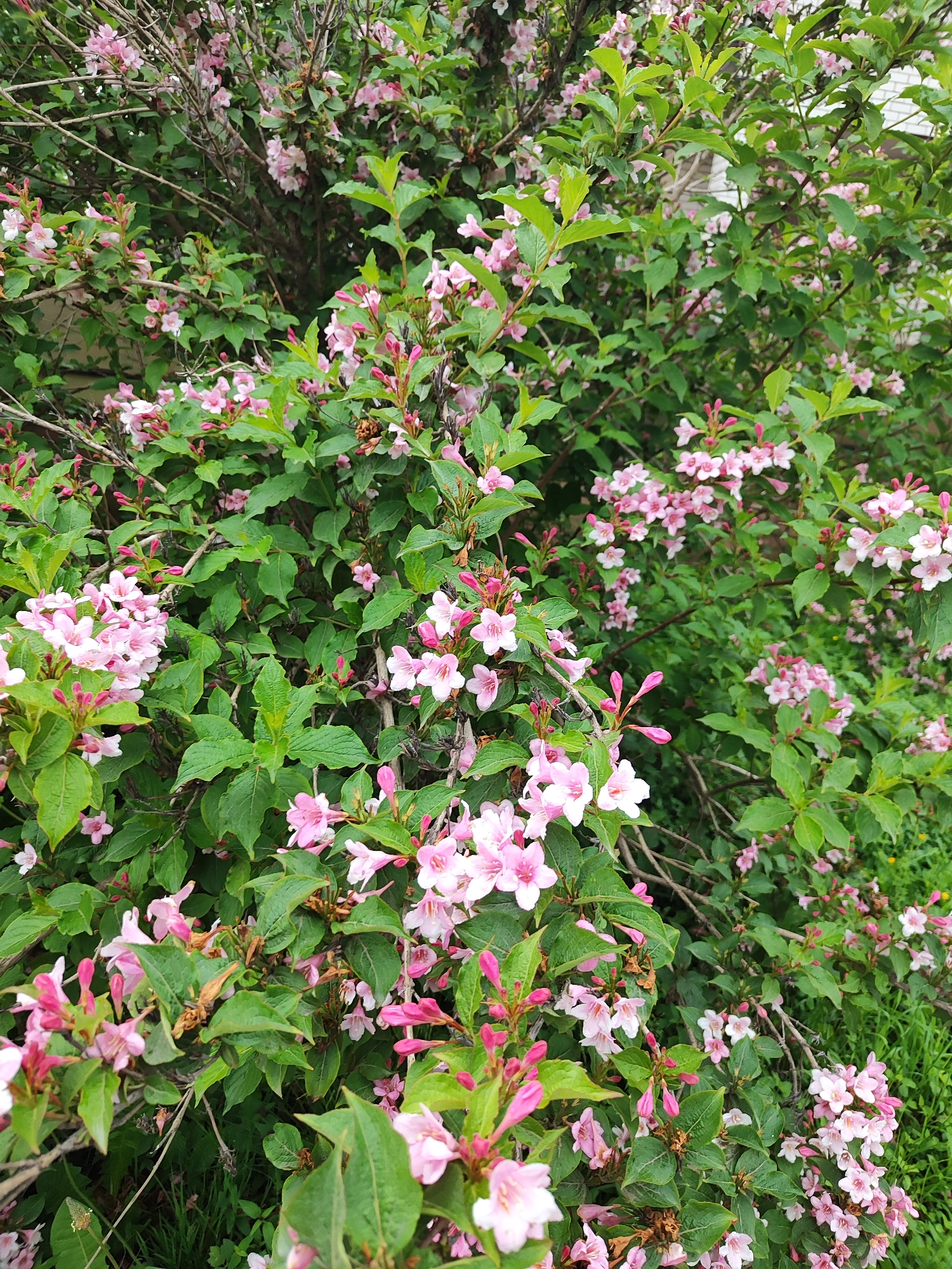 The image shows a dense bush with numerous small pink flowers and green leaves. The flowers are tubular with ruffled edges, and some are in bloom while others are in bud. The bush appears to be growing outdoors, possibly in a garden or natural setting. The background is out of focus, but hints of a building with white siding and some green grass can be seen. The overall impression is one of abundant, vibrant spring or summer flora. There are no people or animals visible in the image. The location in the city of Laskino, Russia is not visually discernible from the provided image.