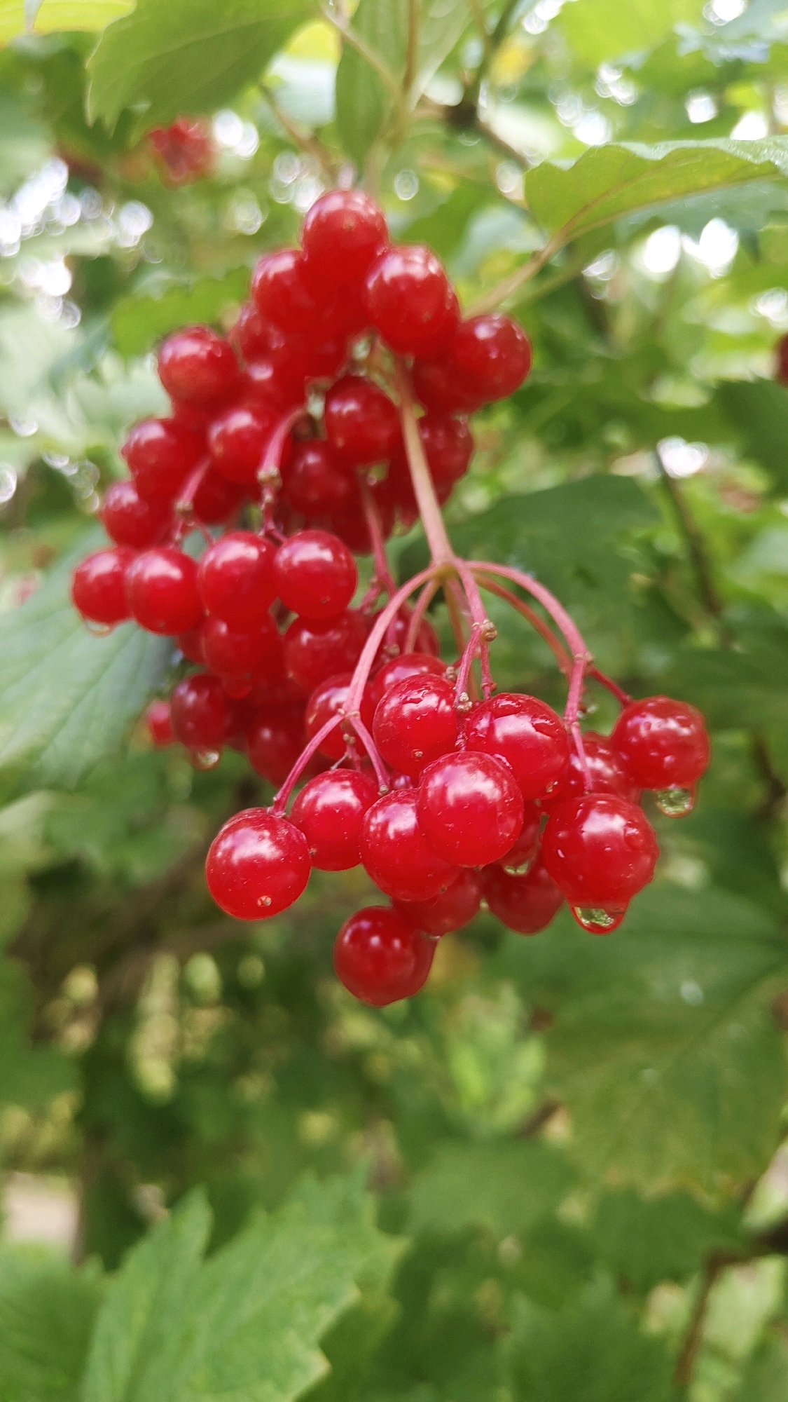 A cluster of ripe, red berries hangs from a branch, glistening with water droplets. The berries are small, round, and a vibrant crimson color. They are clustered tightly together, supported by thin, reddish stems. The background is a soft blur of green leaves and bokeh lights, suggesting an outdoor, natural setting. The image is a close-up shot, focusing on the detail and texture of the berries. There is no information about the location in Krasnoyarsk, Russia.