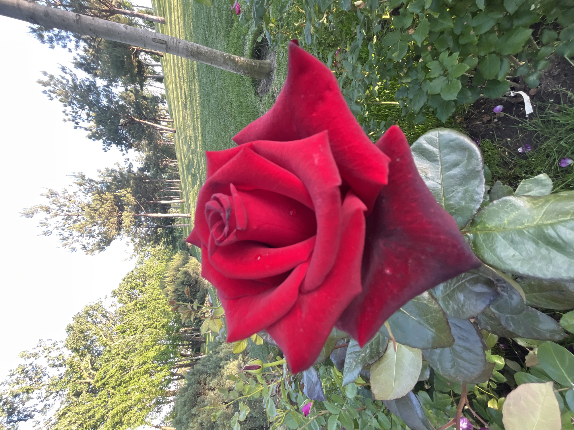 A close-up shot reveals a large, velvety red rose in full bloom, with its petals spiraling elegantly from the center. The rose is surrounded by green foliage, with leaves of various sizes and shades. The background includes a grassy area with a row of trees in the distance. The scene appears to be outdoors, possibly in a park or garden. Based on prior knowledge and image analysis, there is a possibility that the location is in Krasnodar, Russia. No people are visible in the frame.