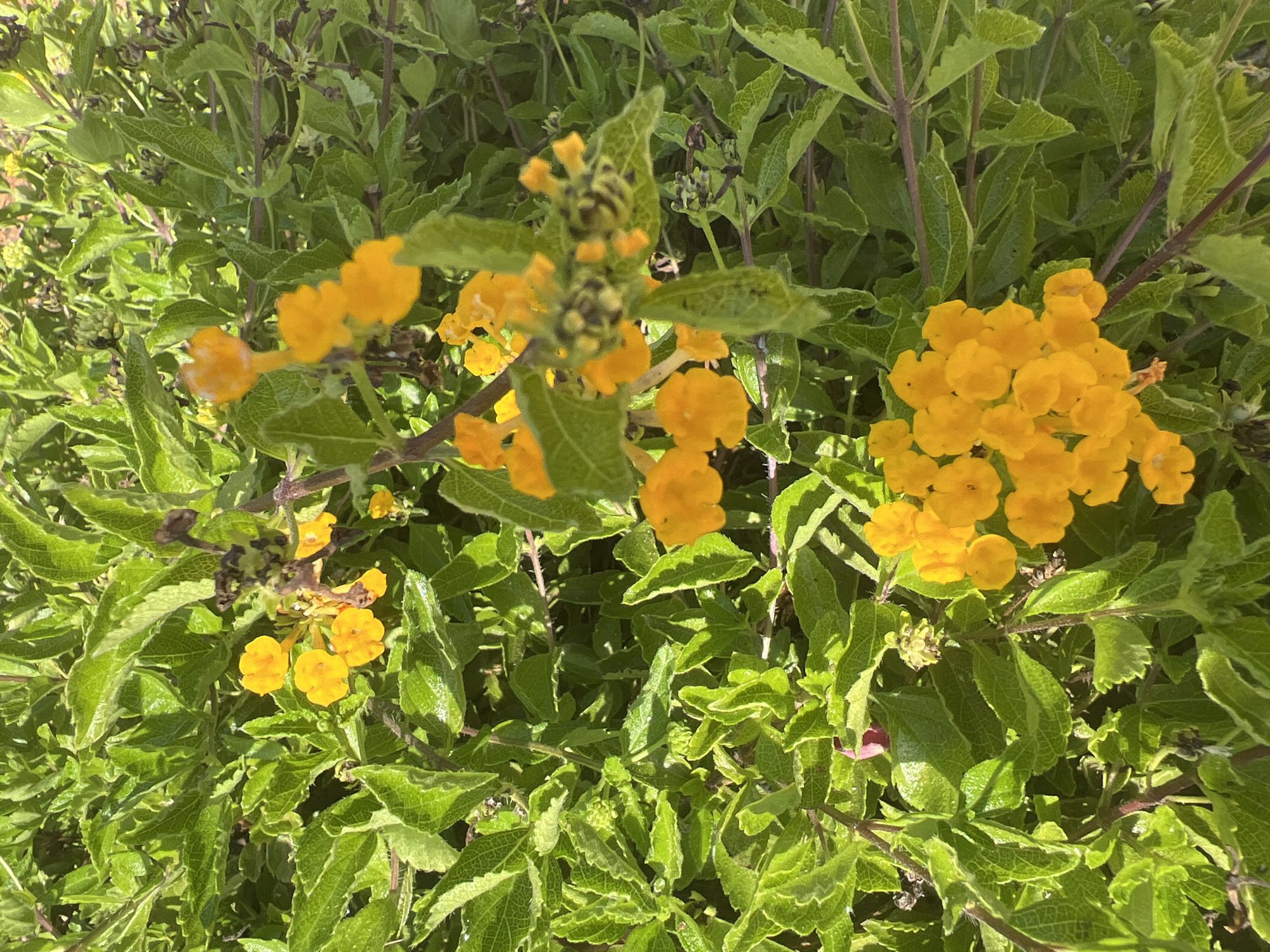 A close-up, top-down view captures a cluster of bright yellow flowers surrounded by lush green foliage. The flowers are small and grouped together in rounded bunches, with some individual blooms scattered amongst them. The leaves are vibrant green with a slightly textured surface, and some appear to have water droplets on them. The scene is set outdoors, likely in a garden or natural area, illuminated by sunlight. The location is specified as the city of Hof HaCarmel Regional Council, Israel. There are no people or animals visible in the image. The overall impression is one of natural beauty and growth.