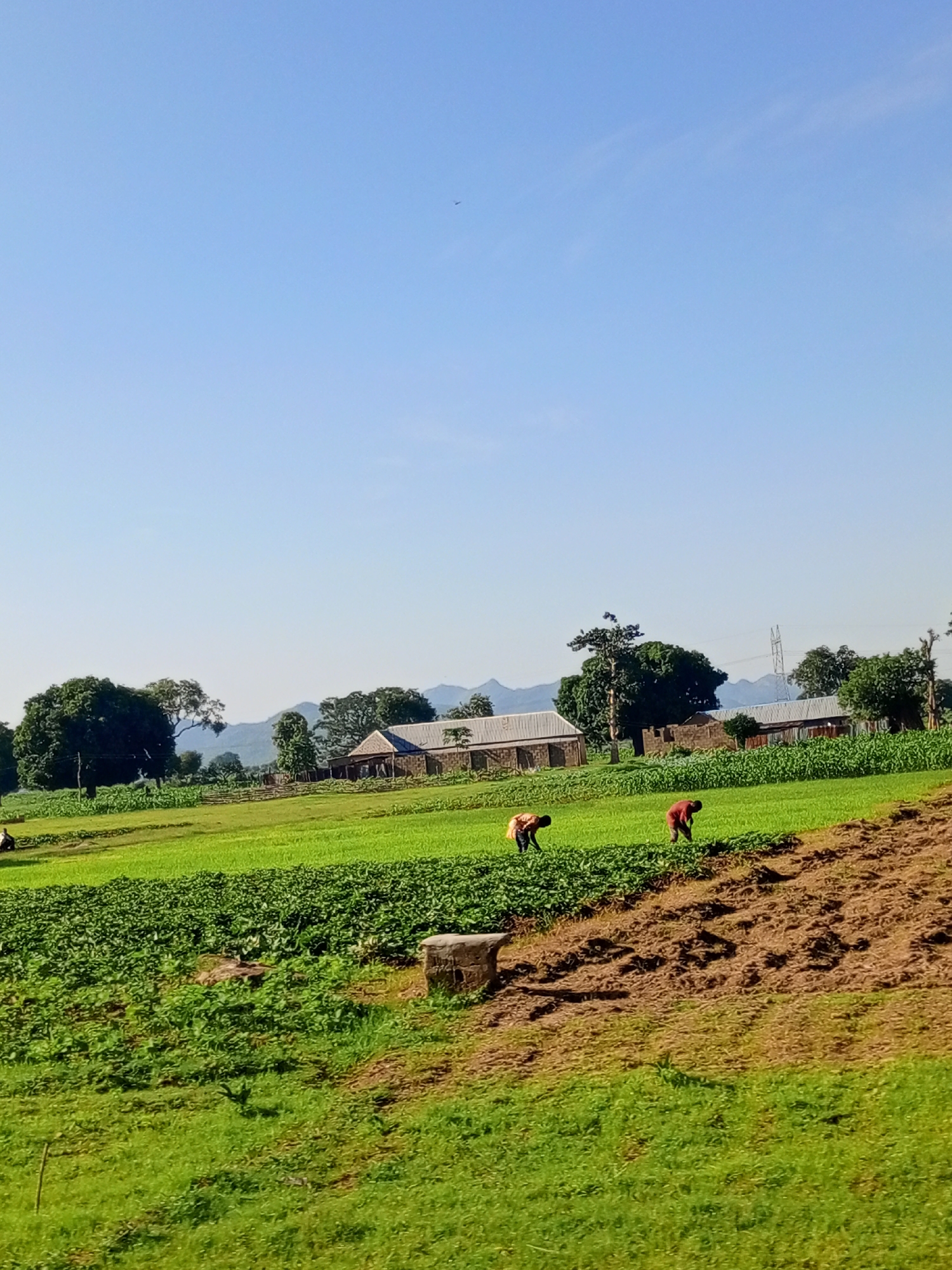 A wide shot captures a rural agricultural scene under a clear blue sky. In the foreground, a patch of tilled brown earth slopes upwards, bordered by a field of vibrant green crops. Further back, a larger field of lush green crops stretches across the middle ground. Two individuals, dressed in dark red shirts, are seen tending to the crops, their bodies bent in agricultural labor. In the background, several buildings with corrugated metal roofs are visible, nestled amongst trees and a distant mountain range. The overall impression is one of traditional farming practices in a serene, natural environment. This location is identified as Rinjim Gani, Nigeria.