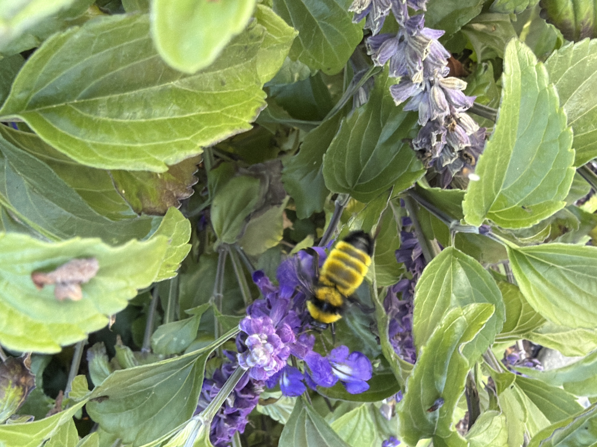 A close-up, eye-level shot captures a bumblebee on purple sage flowers in Aliso Viejo, California. The bumblebee, with its distinct yellow and black stripes, is positioned on a cluster of purple blossoms, its body angled slightly to the right. The flowers are vibrant purple, with some appearing more open and others in bud. Lush green leaves surround the flowers, creating a natural, organic backdrop. The lighting suggests it is daytime, with natural sunlight illuminating the scene. The focus is sharp on the bumblebee and flowers, with the surrounding foliage slightly blurred, drawing attention to the primary subjects. There are no people or man-made structures visible in the frame.