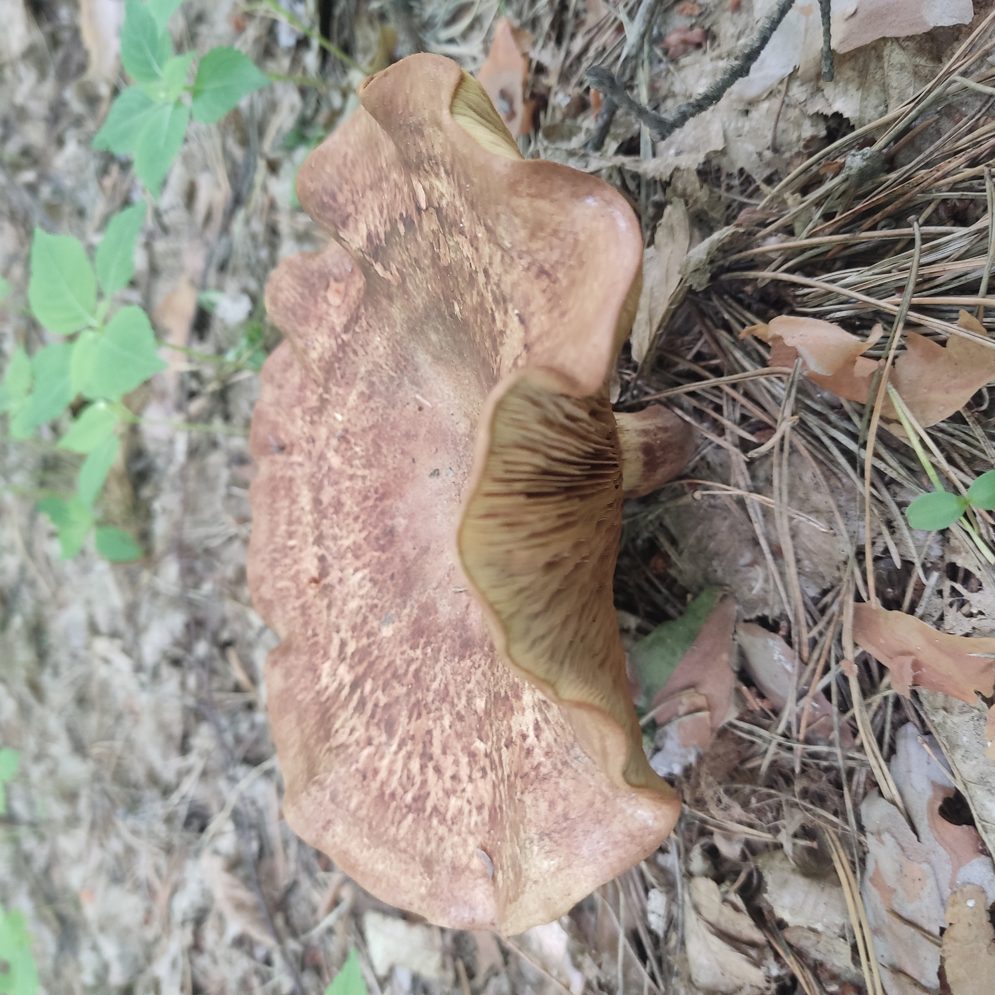 A close-up, eye-level shot shows a large, brown mushroom growing on the forest floor. The mushroom has a wide, wavy cap with a textured, speckled surface in shades of light and dark brown. The underside of the cap reveals numerous thin, light brown gills that extend down the stem. The stem is short, thick, and appears to be the same color as the cap. The mushroom is surrounded by dry leaves, pine needles, and sparse green foliage. The background is blurred, suggesting a shallow depth of field, but it appears to be a natural outdoor setting, likely a woodland area. There are no people or animals visible in the frame.