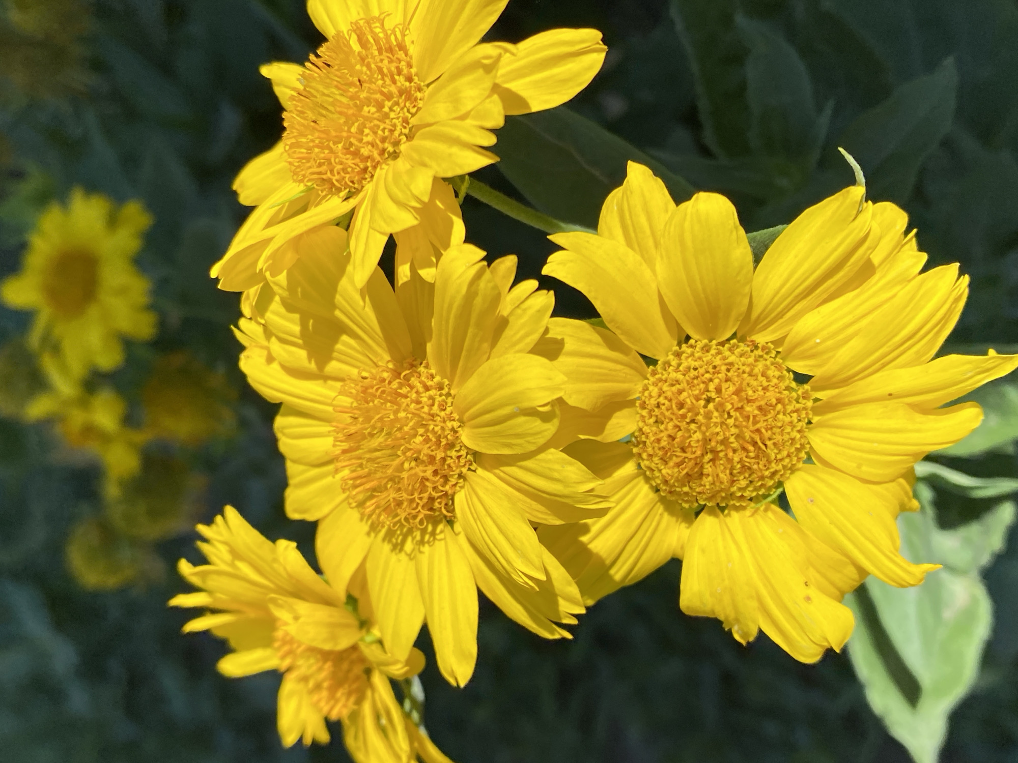 The image shows a close-up of several bright yellow flowers with prominent yellow centers and pointed petals. Some of the flowers are in sharp focus, while others in the background are blurred. The flowers appear to be growing outdoors, with dark green foliage visible in the background. There are no people or animals in the image. The lighting suggests it is daytime, with sunlight illuminating the flowers. The image is a still photograph of a natural outdoor scene, focusing on the details of the blooming yellow flowers.