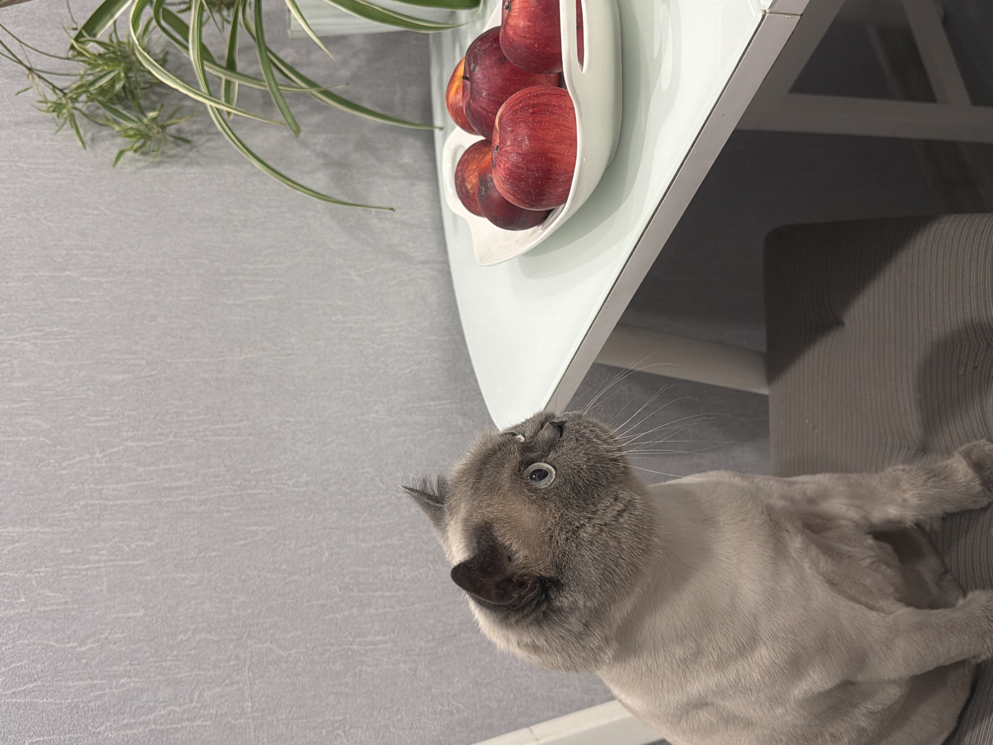 An indoor scene captured in Rostov-on-Don, Russia, depicts a domestic cat positioned on a grey upholstered chair. The cat, exhibiting a light grey shorn body coat and darker grey fur on its head, ears, and paws, features light blue eyes. It is seated in profile, observing intently to the right. To the cat's right, a white table with a reflective surface supports a white ceramic bowl containing several red apples and reddish-orange stone fruits. A potted plant with variegated green and white leaves is partially visible behind the fruit bowl. The background wall is light grey with a subtle textured pattern. A dark floor is visible beneath the table.