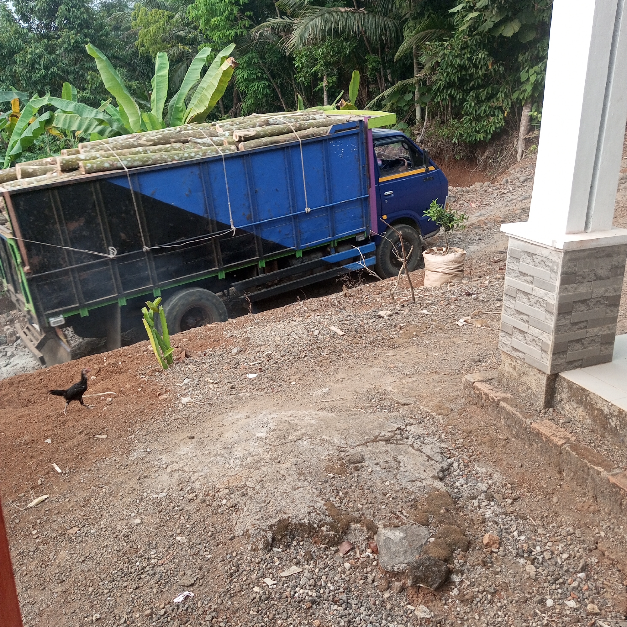 In Cibatuireng, Indonesia, a blue truck loaded with logs is parked on a dirt and gravel road. The truck bed is filled with cut logs, tied down with ropes. A black chicken is walking on the ground in front of the truck. In the background, lush green trees and banana plants are visible. To the right of the truck, a white pillar with grey brick detailing stands next to a raised concrete step. The scene appears to be an outdoor rural setting.