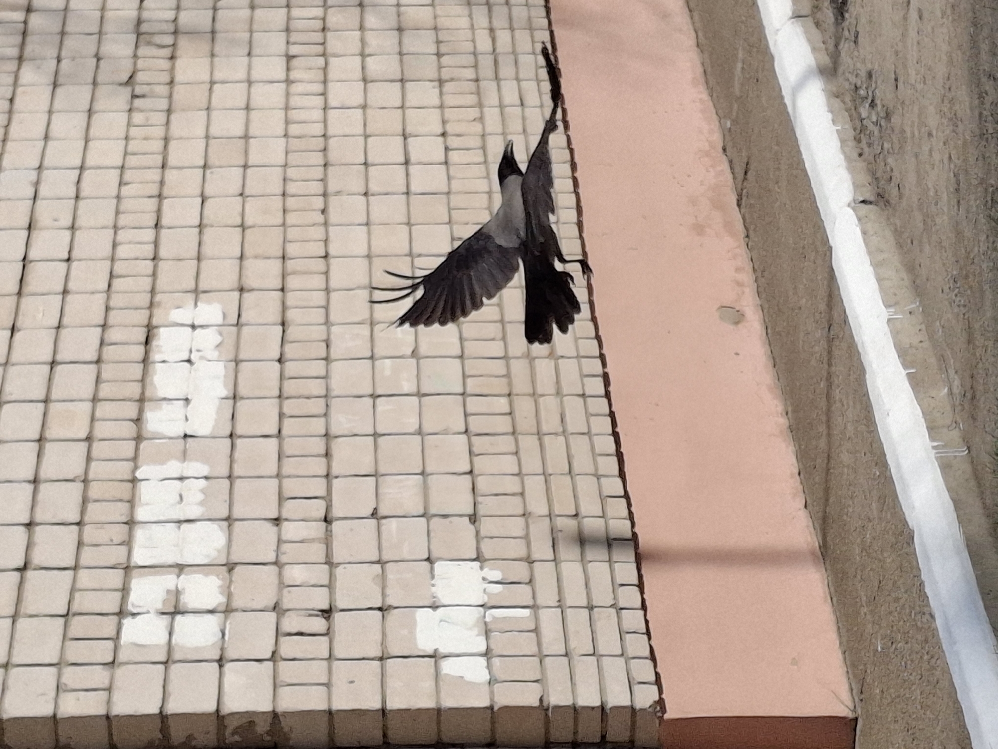 A crow is in mid-flight, captured from above against a backdrop of square tiles and a low wall. The bird's wings are spread, feathers clearly visible, and it appears to be descending toward the tiled surface. The tiles are light in color, with some areas showing discoloration or staining, and are arranged in a grid pattern. Adjacent to the tiles is a low wall, painted in a terracotta hue, with a concrete barrier and an earthen bank. The image conveys a sense of urban wildlife and the commonplace interaction of nature within a city environment. The location is Chaikovsky, Russia.