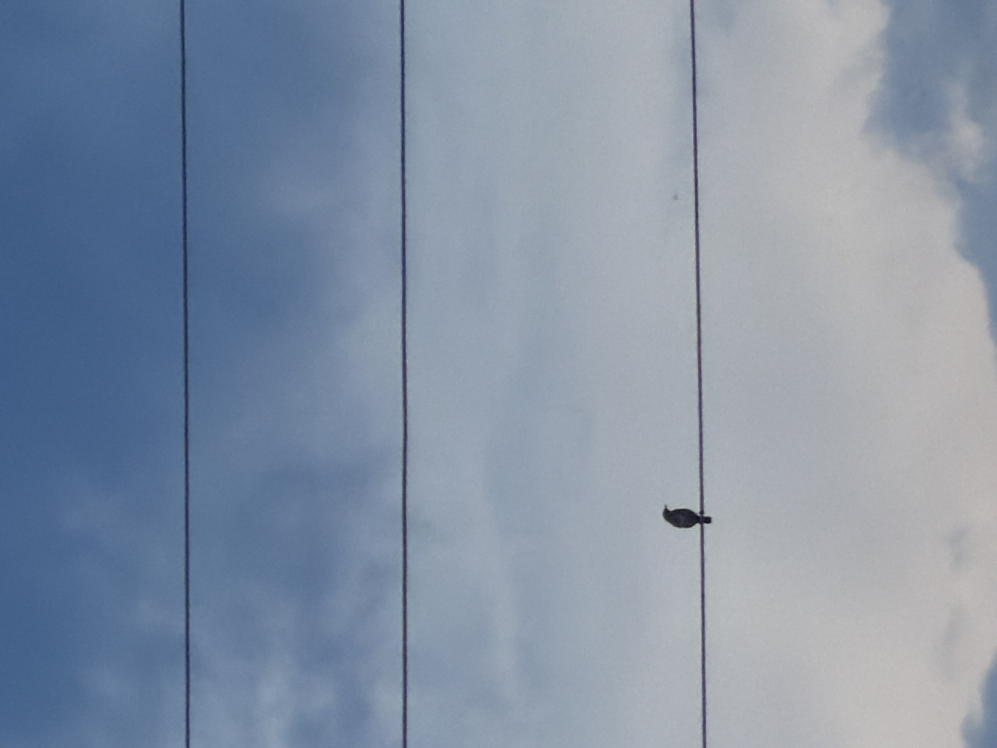 A single bird is perched on a wire against a backdrop of a cloudy blue sky. The image appears to be taken in Petukhi, Russia. The wire is thin and runs horizontally across the frame, with two other wires above it. The bird is small and dark, silhouetted against the sky. The clouds are a mix of white and grey, suggesting an overcast or partially cloudy day. There are no other visible subjects or objects in the image.