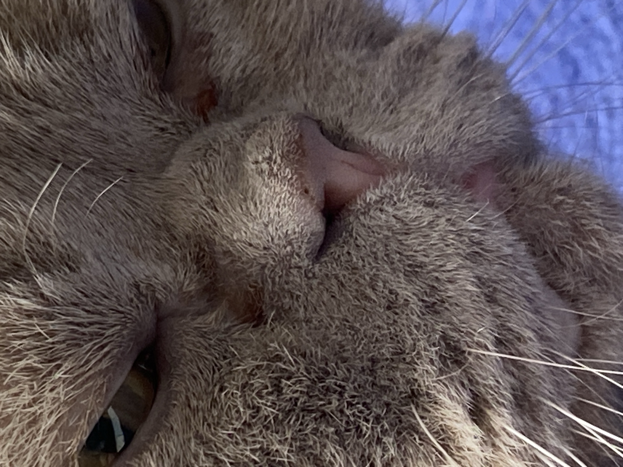 A close-up, eye-level shot focuses on the face of a light brown domestic cat with short fur. The cat's head is angled slightly, with its left eye visible, showing a brown iris. The cat's nose is pink and moist, with some dark specks. There are visible whiskers extending from its snout. Reddish-brown patches are present around the cat's eyes, particularly on the right side. The background is a blurred, vibrant blue.
