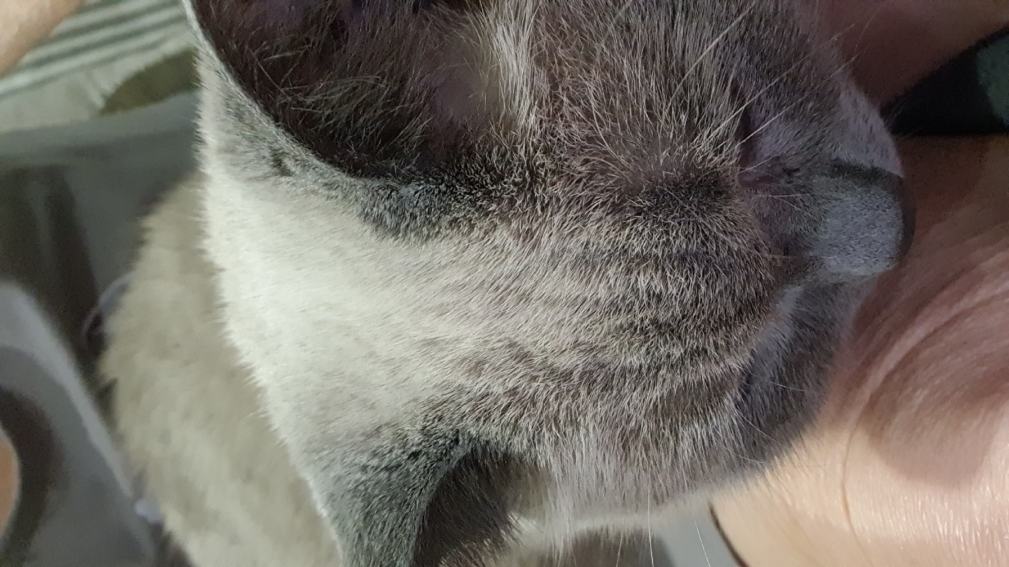 This image is a close-up of a domestic cat's head, showing its fur and ears. The cat appears to be lying down, possibly on a person's lap, as indicated by the visible skin and a shadow that suggests a body. The fur is a mix of grey and white. The background is out of focus, showing a dark fabric with some lighter stripes. There is no identifiable information within the image that would allow for a determination of its location in Krasnoyarsk, Russia.