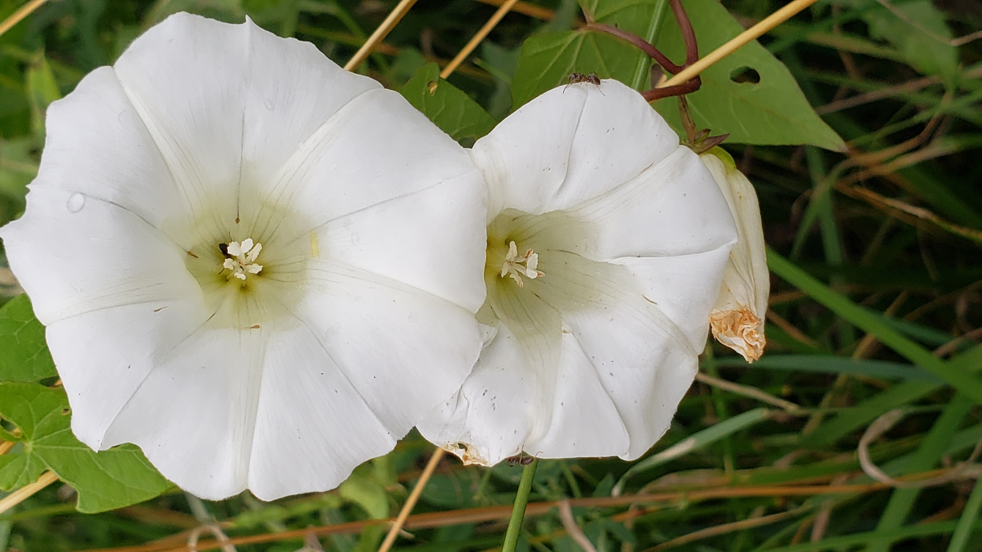 The image displays a close-up, vertical shot of two white bindweed flowers stacked vertically, with the top flower slightly overlapping the bottom one. Both flowers are open, revealing their trumpet-shaped structures and light green centers. The top flower has a small dark insect, possibly a fly, near its center. Tiny dark specks are visible on the petals of both flowers. The lower portion of the bottom flower shows some browning and wilting at the edge. The background consists of blurred green grass and some dry, yellowish stalks. A green leaf with a heart-shaped hole is visible to the right of the lower flower, and a thin, reddish vine is also present in that area. A few very thin, light-colored, possibly insect legs are visible on the petals of both flowers. There are no discernible landmarks or features to indicate a specific location within the city of Prešov, Slovakia.