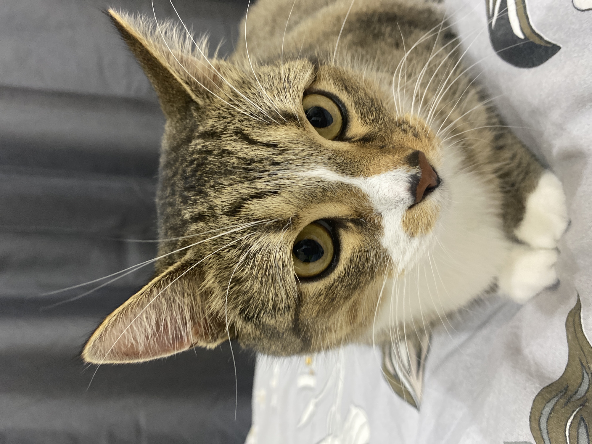 A close-up, head-on shot of a tabby cat is presented. The cat has prominent yellow eyes with black pupils and a white blaze on its forehead, extending down to its nose. Its fur is a mix of brown, black, and white tabby patterns, with white fur on its chest and paws. The cat is lying on a bed with patterned sheets. The background consists of a dark gray curtain. The image does not provide any information about the location in the city of Novokuybyshevsk, Russia, nor does it depict any people, actions, or interactions.