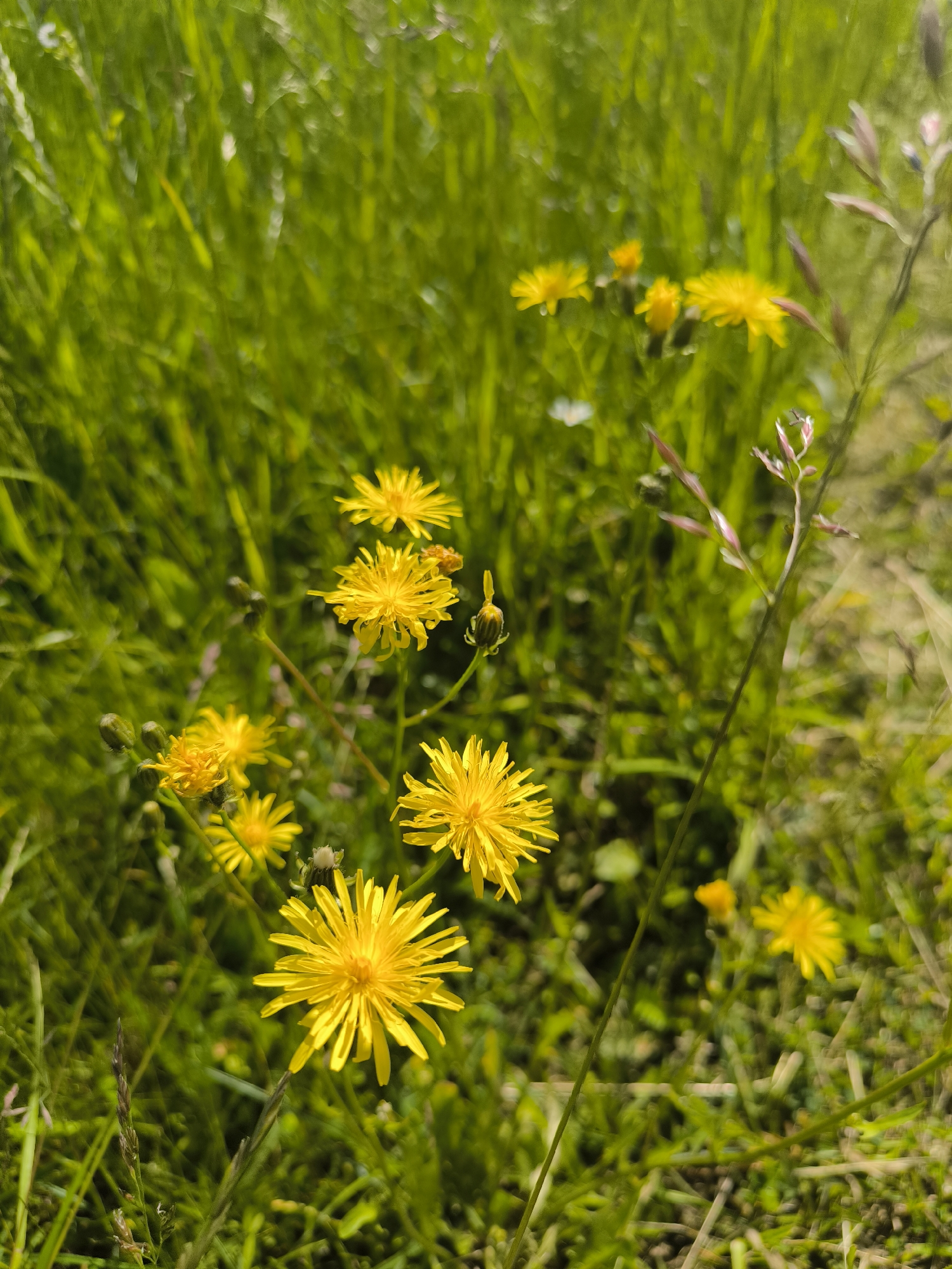 This is a close-up, natural light, outdoor photograph of yellow dandelion flowers blooming in a grassy area. The background is predominantly out-of-focus green grass, with some taller, reddish-tinged stalks of vegetation also visible. Several dandelion flowers are in focus, showcasing their ray florets. Some are fully bloomed, while others appear to be buds or partially opened. The overall scene suggests a spring or summer day in a rural or natural setting. The image does not contain any people or identifiable structures. It is not possible to determine the specific location within Laskino, Russia, from the visual information provided.