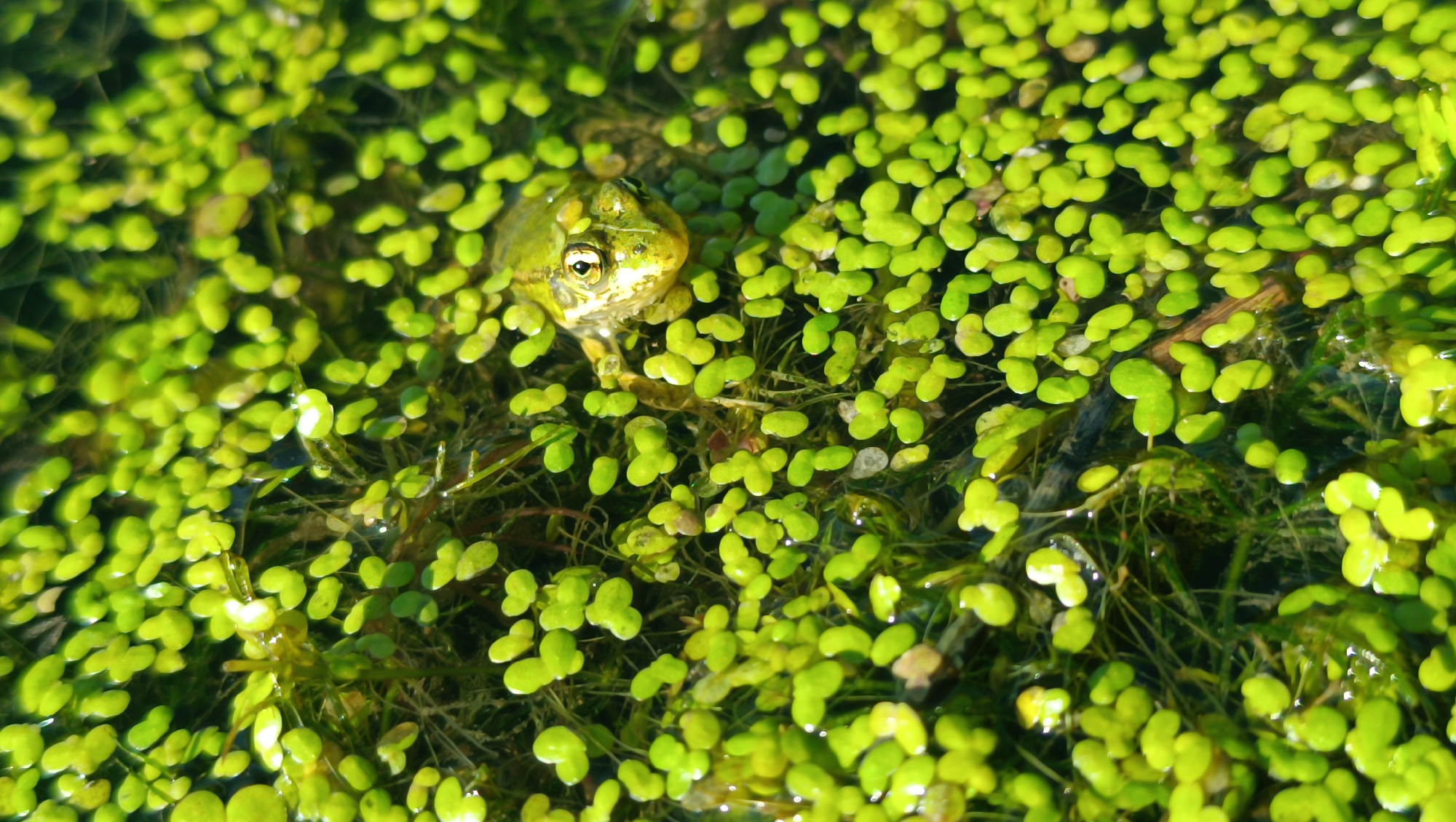 A small, green frog is partially submerged in dark water, surrounded by a dense covering of small, bright green aquatic plants. The frog's head and front limbs are visible, with its eyes open and looking forward. The plants are so thick that they obscure much of the frog and the water. The lighting suggests it is daytime, with sunlight reflecting off the water and plants. The image does not depict any urban environment or specific location like Karsha, Russia.