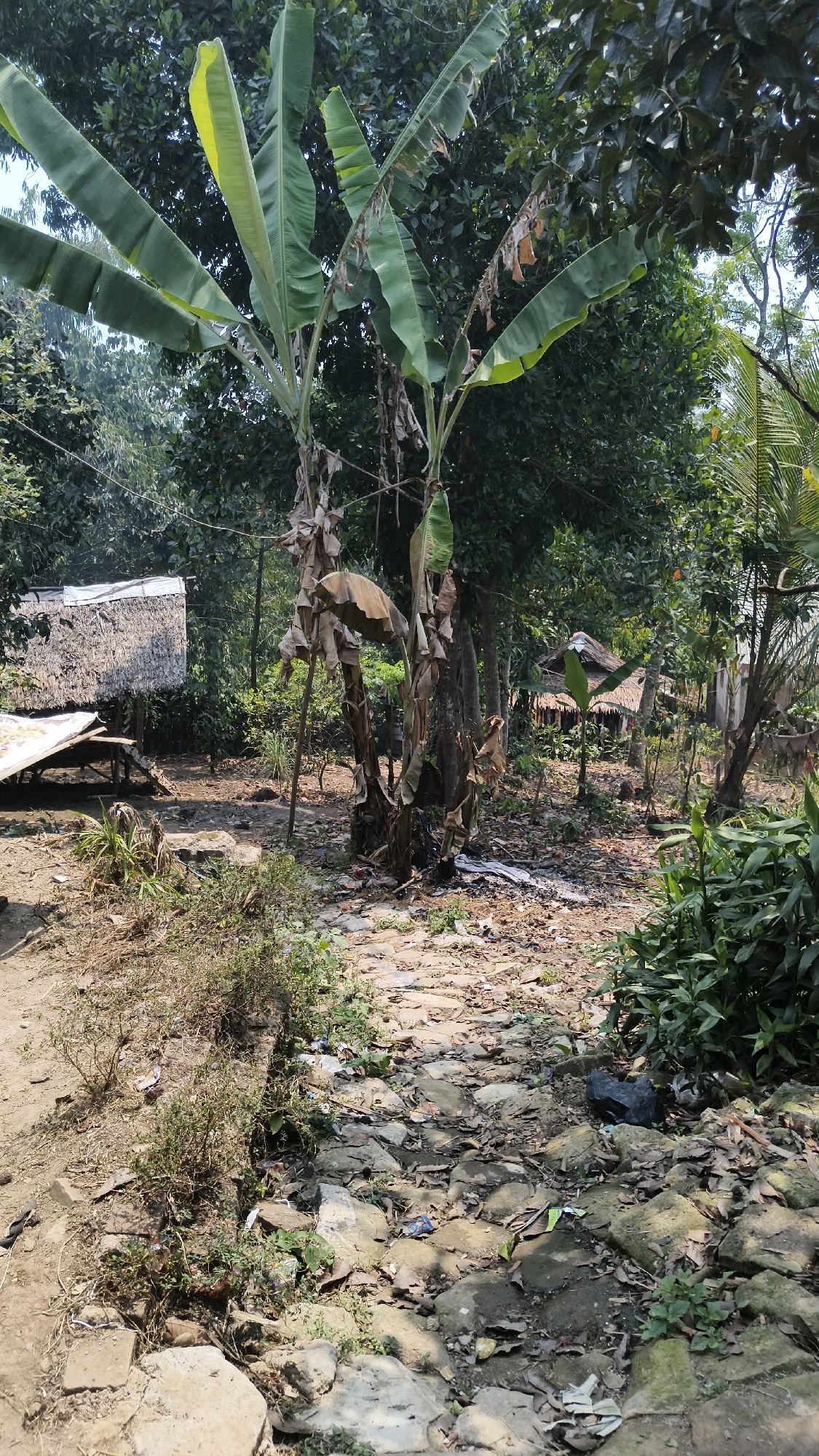 The image depicts an outdoor scene in the city of Tenjo, Indonesia. A stone pathway winds through a somewhat untidy environment characterized by dense vegetation, including banana trees with large, drooping leaves. To the left, a simple structure with a thatched roof and a slanted white covering is visible, supported by wooden beams. The ground is a mixture of dirt, scattered leaves, rocks, and some visible litter, including a black plastic bag. In the background, more lush greenery and trees suggest a rural or semi-rural setting. The overall impression is one of a rustic, possibly residential area with a natural, somewhat unkempt appearance.