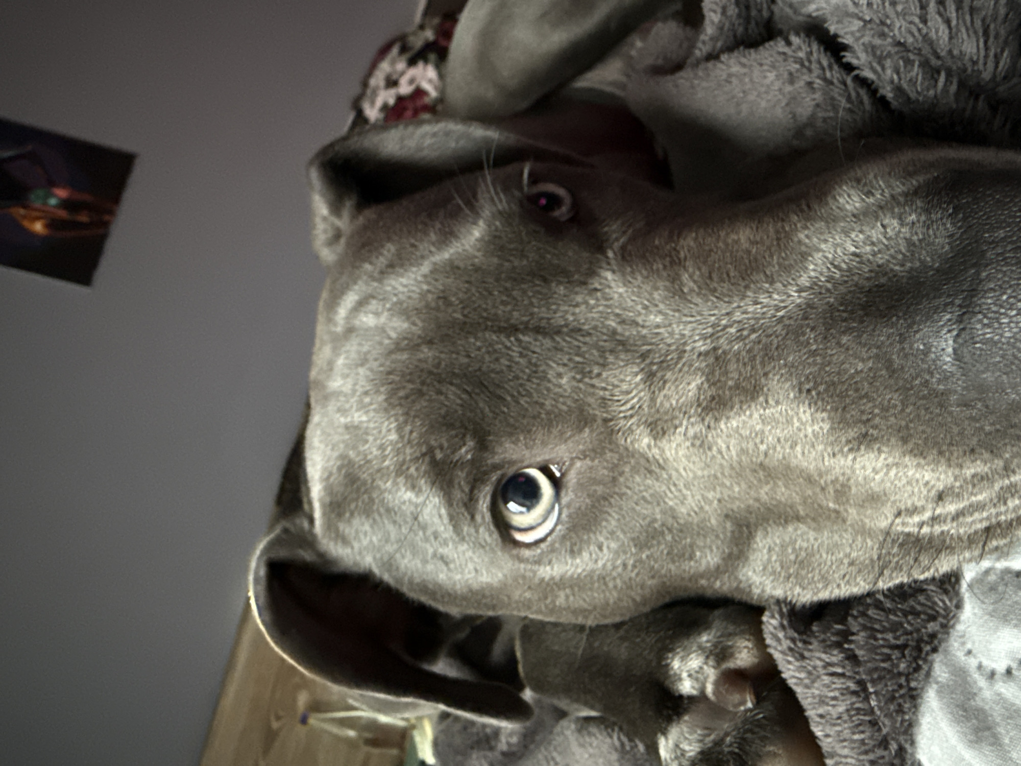 A close-up, slightly distorted perspective of a blue-gray dog, potentially a Weimaraner or similar breed, is the primary subject. The dog is lying down, possibly on a bed or couch, as evidenced by the gray, plush blanket it is resting on. The head and face fill most of the frame, with one eye clearly visible and focused. A small, dark framed picture is partially visible on a pale gray wall in the background. The location of the image is indeterminate and does not provide enough information to associate it with Varna, Bulgaria.