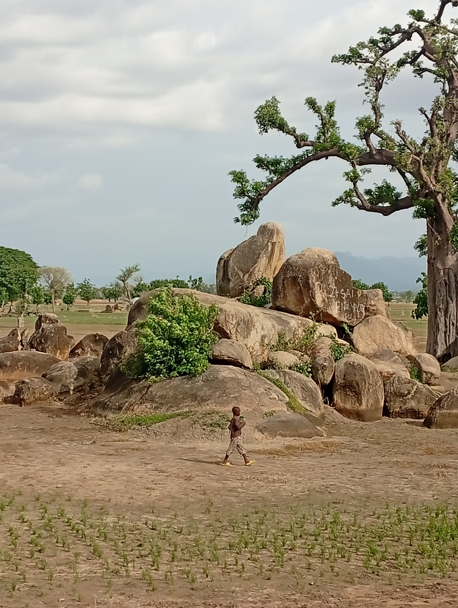 This is a medium-shot photograph taken in Shuwa, Nigeria, depicting a rural landscape with a prominent baobab tree and rock formations. The foreground shows dry, dusty earth with rows of young green plants. In the middle ground, a child with dark skin, wearing a patterned shirt and checkered shorts with yellow shoes, walks across the ground. Behind the child, a cluster of large, weathered rocks and boulders dominate the scene, some with faint white graffiti. A lush green bush grows among the rocks. To the right of the rocks, a large baobab tree stands, its thick trunk visible and its branches spreading out with sparse green leaves. In the background, the landscape is flat with scattered trees and a hazy mountain range in the far distance, under a cloudy sky.