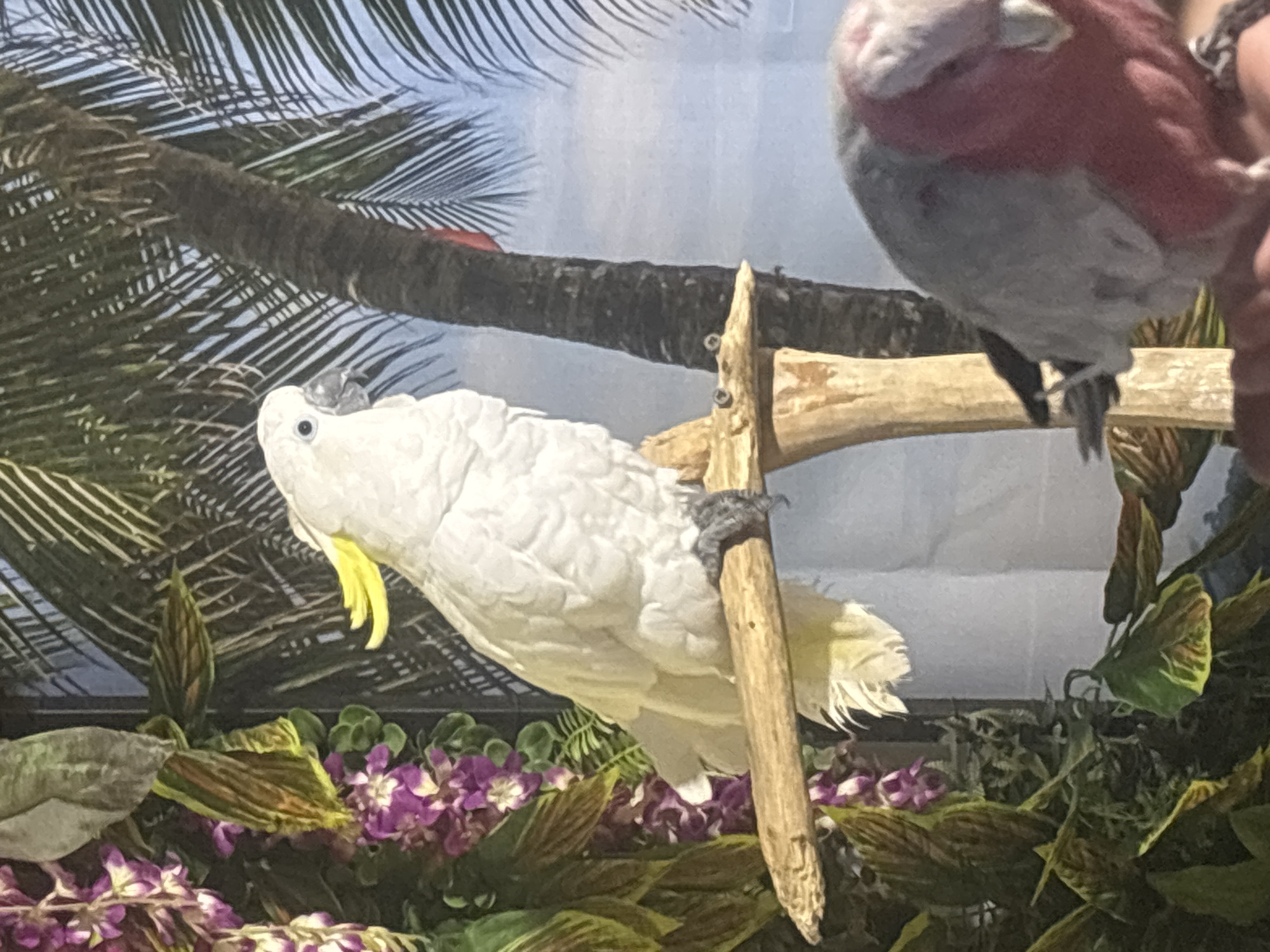 The image shows a white cockatoo perched on a wooden branch. The bird has a yellow crest and black eyes. Behind the cockatoo, there is a backdrop depicting a palm tree and a blue sky with clouds. In the foreground, partially visible, is a pink and grey bird. The setting appears to be an indoor exhibit or aviary, possibly at a zoo or bird sanctuary. The location is not specified in Nesebar, Bulgaria.