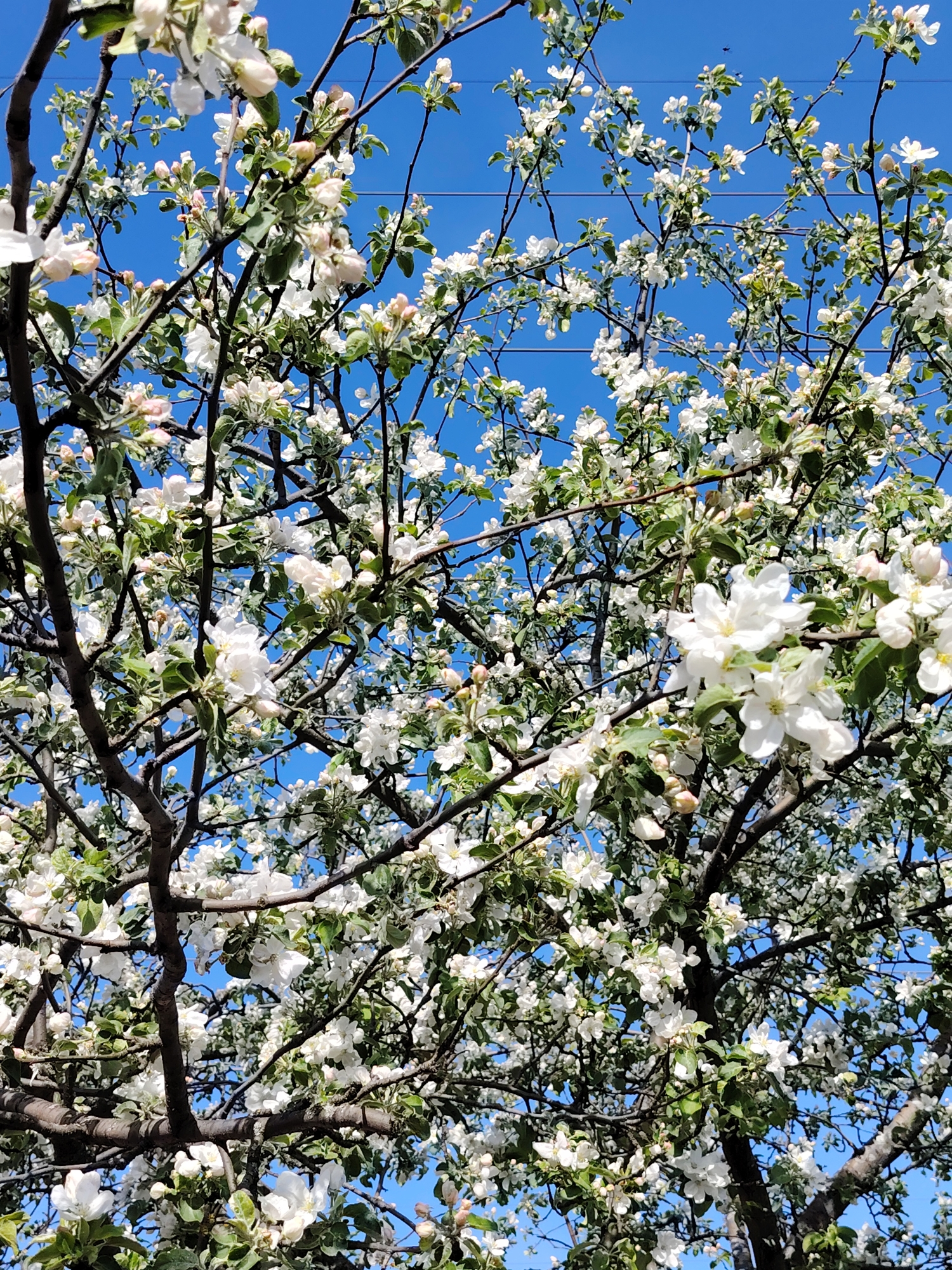 The image shows a tree in full bloom with white flowers set against a bright blue sky. The tree branches are dark brown and visible through the profusion of blossoms. There are power lines visible in the upper part of the image. The photo appears to be taken during the day with bright sunlight. There are no people or indications of city features in this picture. The picture suggests that this is a photograph of a tree with white flowers in full bloom, probably taken in Chaikovsky, Russia.