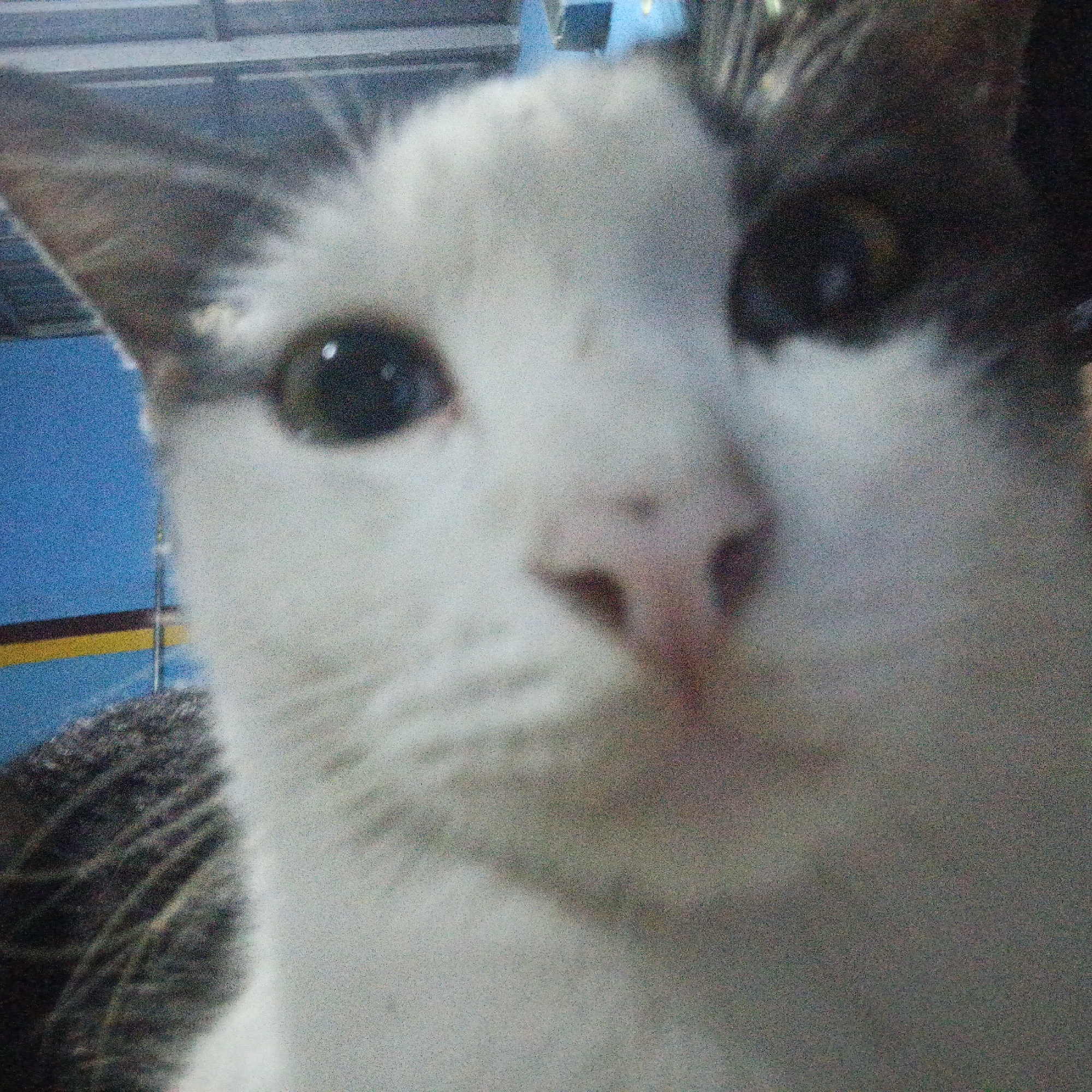 A close-up, grainy, low-angle photograph shows the face of a cat. The cat has white fur on its face with patches of dark gray or black on its head and ears. Its eyes are dark. The background is blurry and appears to be an indoor setting with some blue and yellow elements, possibly a wall and a striped object. There is no information about the location in Soko, Indonesia.