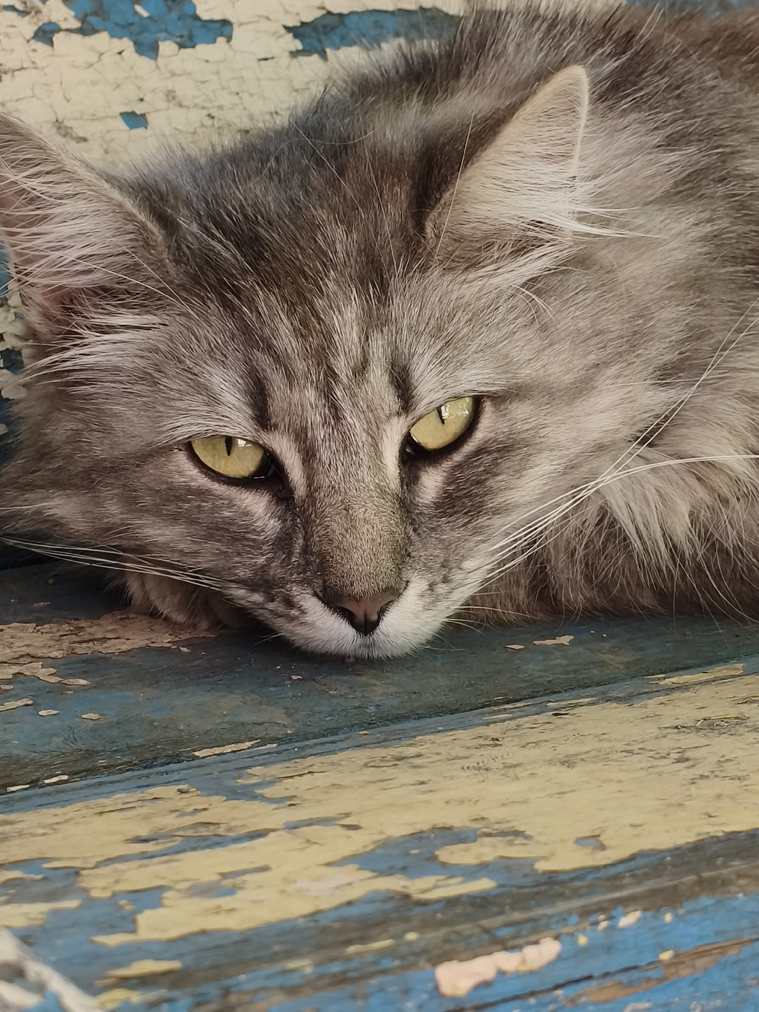 A close-up, eye-level shot shows the face of a grey tabby cat lying on a weathered wooden surface. The cat's eyes are a bright yellow, with dark pupils. Its ears are perked slightly, and its whiskers are long and white. The wooden surface has peeling paint, with patches of blue, yellow, and white visible. The background is out of focus, but appears to be a continuation of the wooden surface. The image was taken outdoors in Kryvyi Rih, Ukraine, likely in a residential or garden setting given the worn wooden surface which could be a bench or fence.