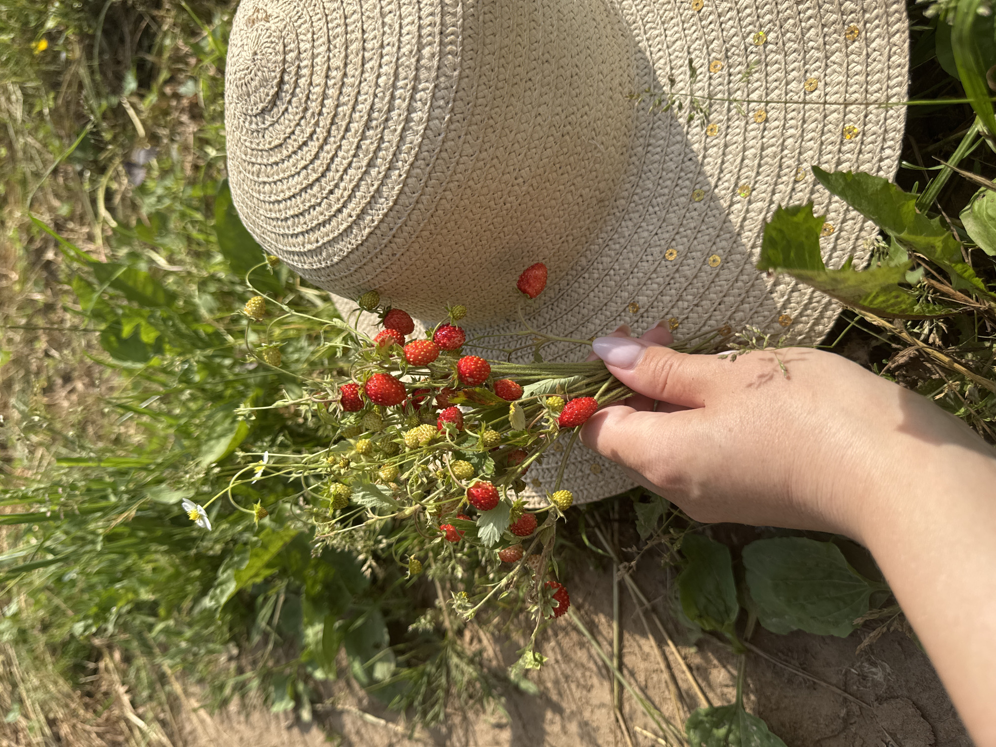 A hand is holding a small bunch of wild strawberries near a straw hat on the ground outdoors. The scene is set in a grassy area with dry soil. The hat is light beige and decorated with small gold sequins. The wild strawberries are red and green, with some leaves attached. The background consists of green grass and dry vegetation. The lighting suggests it is daytime, likely sunny. The location is identified as Вассята, Russia.