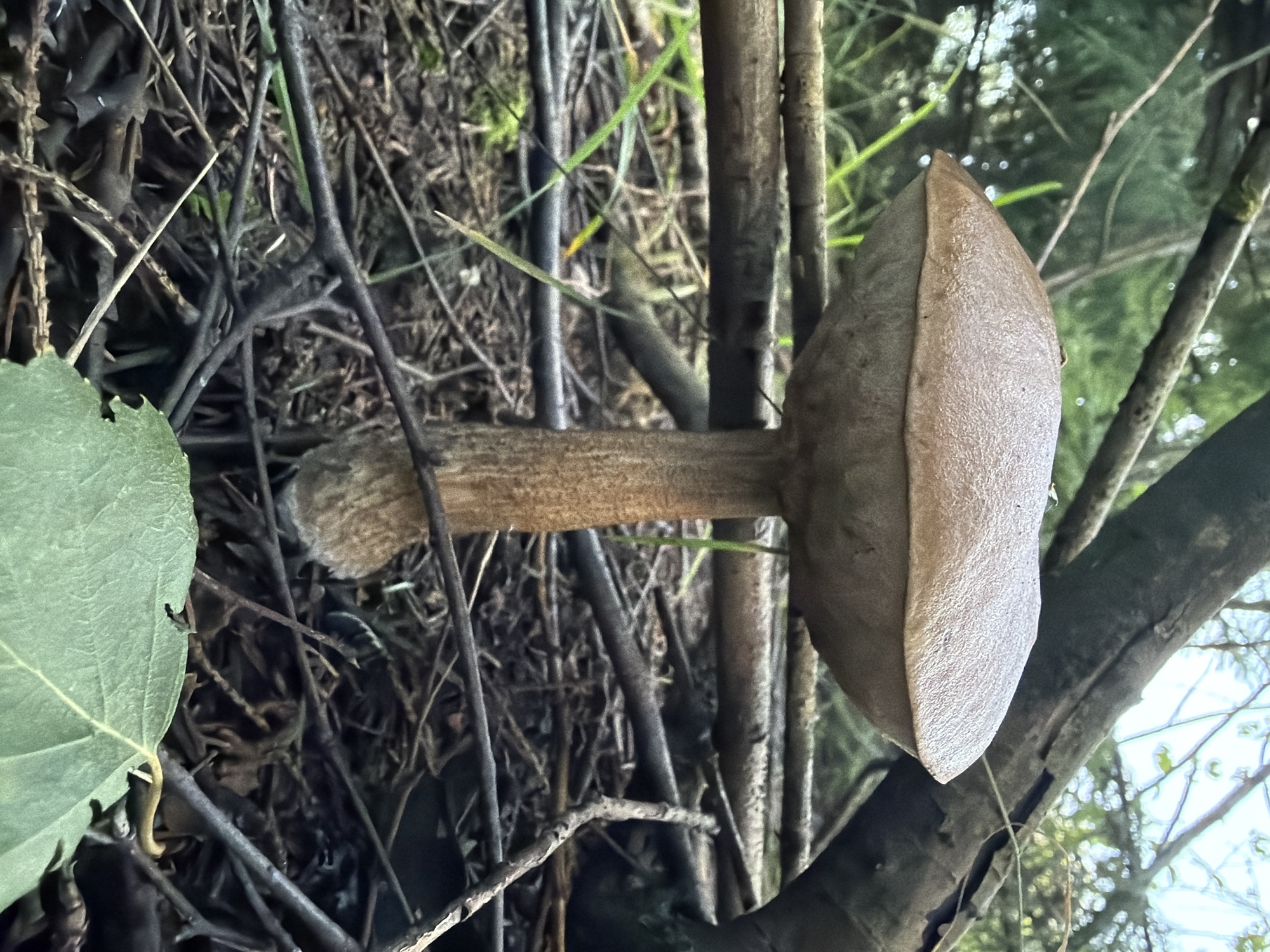 A large, brown mushroom with a convex cap and a thick, fibrous stem stands upright in a forest floor. The mushroom is surrounded by fallen branches and dry leaves, with some green grass peeking through. A large, green leaf is visible in the foreground. The background is blurred, showing trees and foliage. The scene appears to be located in the natural environment of Bol'shie Kurashki, Russia. There are no people or animals visible in the image.