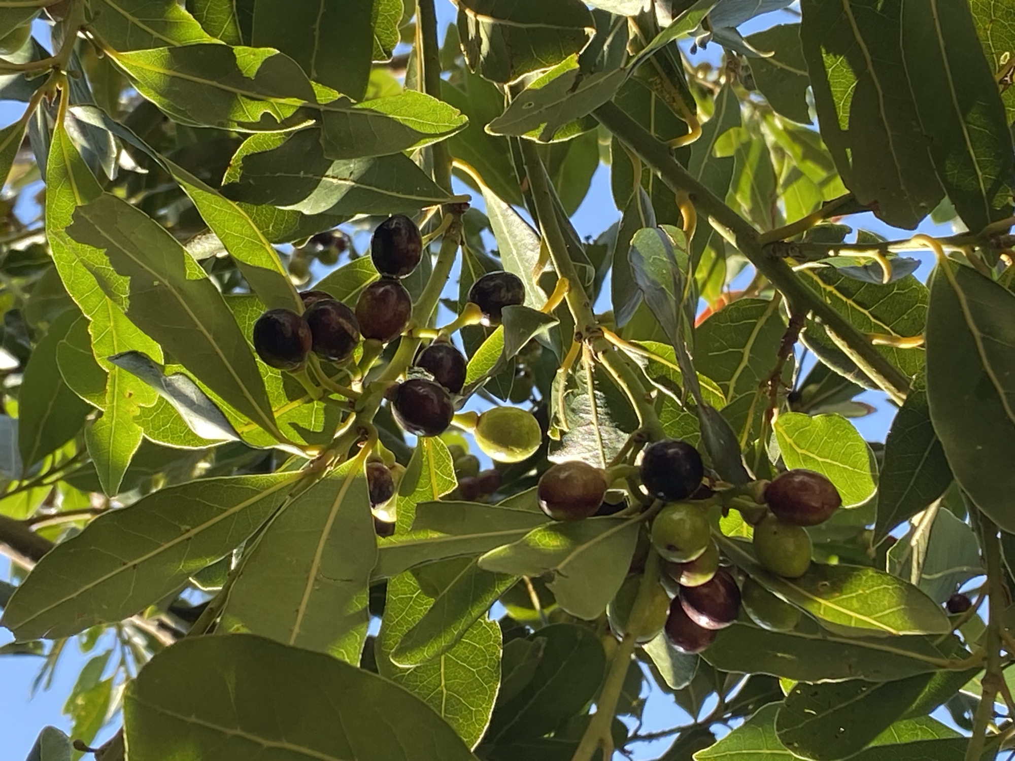 The image shows a close-up view of a bay laurel tree with dark berries and green leaves against a bright blue sky. The berries are small and round, varying in color from deep purple to light green, indicating they are at different stages of ripeness. The leaves are glossy and oval-shaped with a prominent central vein. The tree branches are visible, some covered in sunlight and others in shadow, creating a dappled effect. The overall scene suggests a sunny day in a natural setting. This photograph was taken in Zgrade, Montenegro.