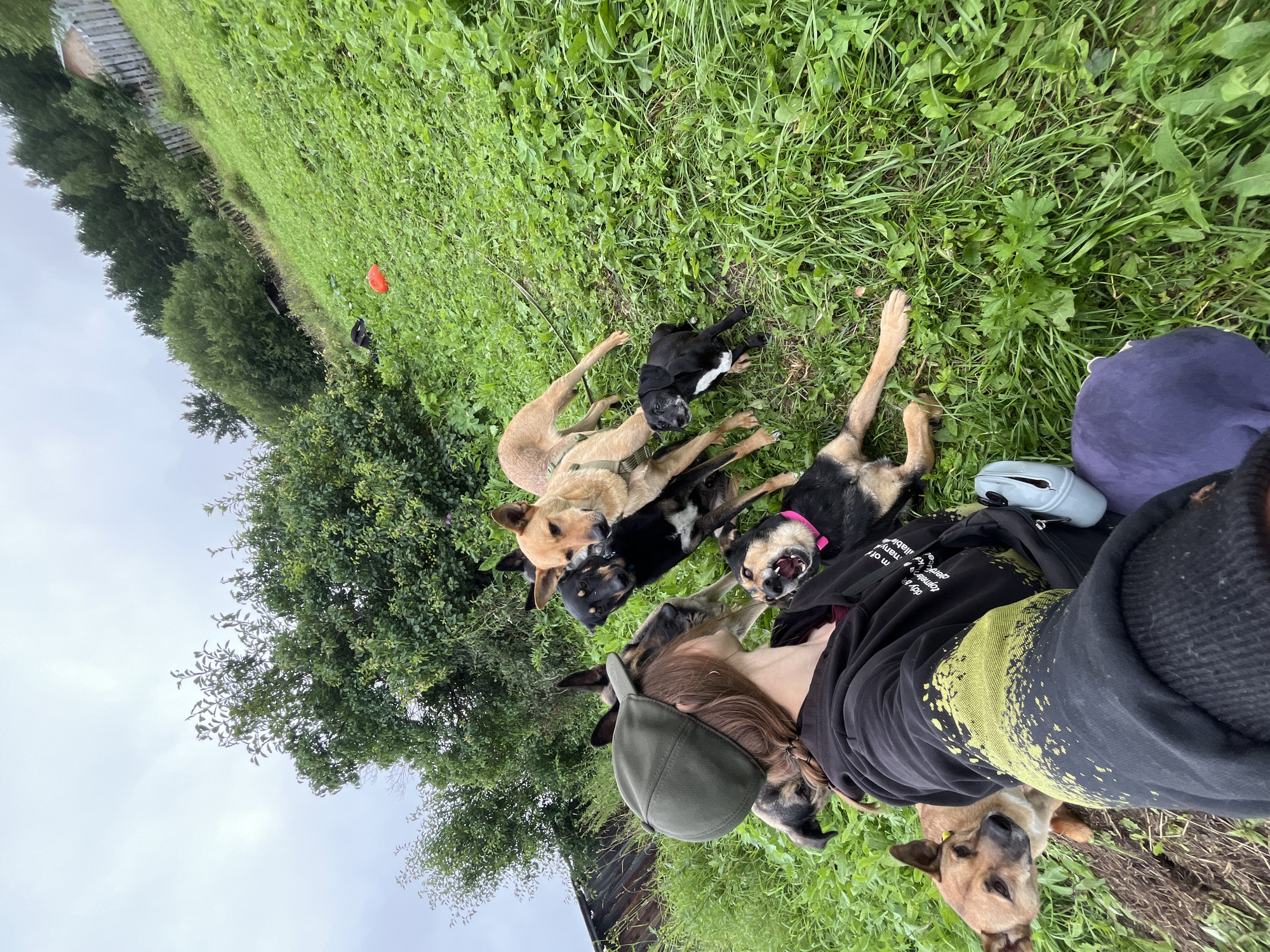 In this wide-angle, eye-level shot, a person wearing a green baseball cap and a black hooded sweatshirt is taking a selfie with a group of dogs in a grassy, hilly outdoor environment. The person's arm and torso are prominently in the foreground, with the dogs surrounding them. Several dogs are visible, including a tan dog with its head tilted towards the camera, a black and tan dog looking at the camera, a tan dog with its ears back, and a black dog with a white chest. One dog, wearing a pink collar, appears to be barking. The background consists of lush green grass, trees, and a slightly overcast sky. A wooden fence and a rustic building are visible in the distance, suggesting a rural or semi-rural setting. The terrain is sloped, indicating a hillside. The image appears to have been taken in the city of Nizhny Tagil, Russia, based on the provided context.