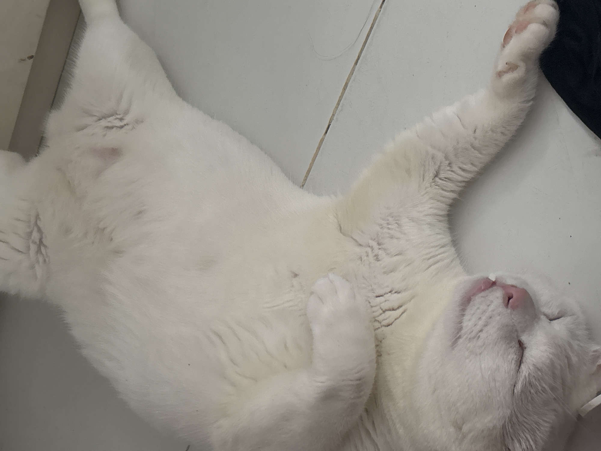 A white cat is lying on a light-colored tile floor. The cat is on its back, with its belly exposed and one paw raised. The cat's face is visible, with its eyes closed and a pink nose. A small patch of black fabric is visible in the upper right corner of the image. Based on the tile floor, the image was taken indoors. There is no way to determine if this image was taken in North Jakarta, Indonesia.