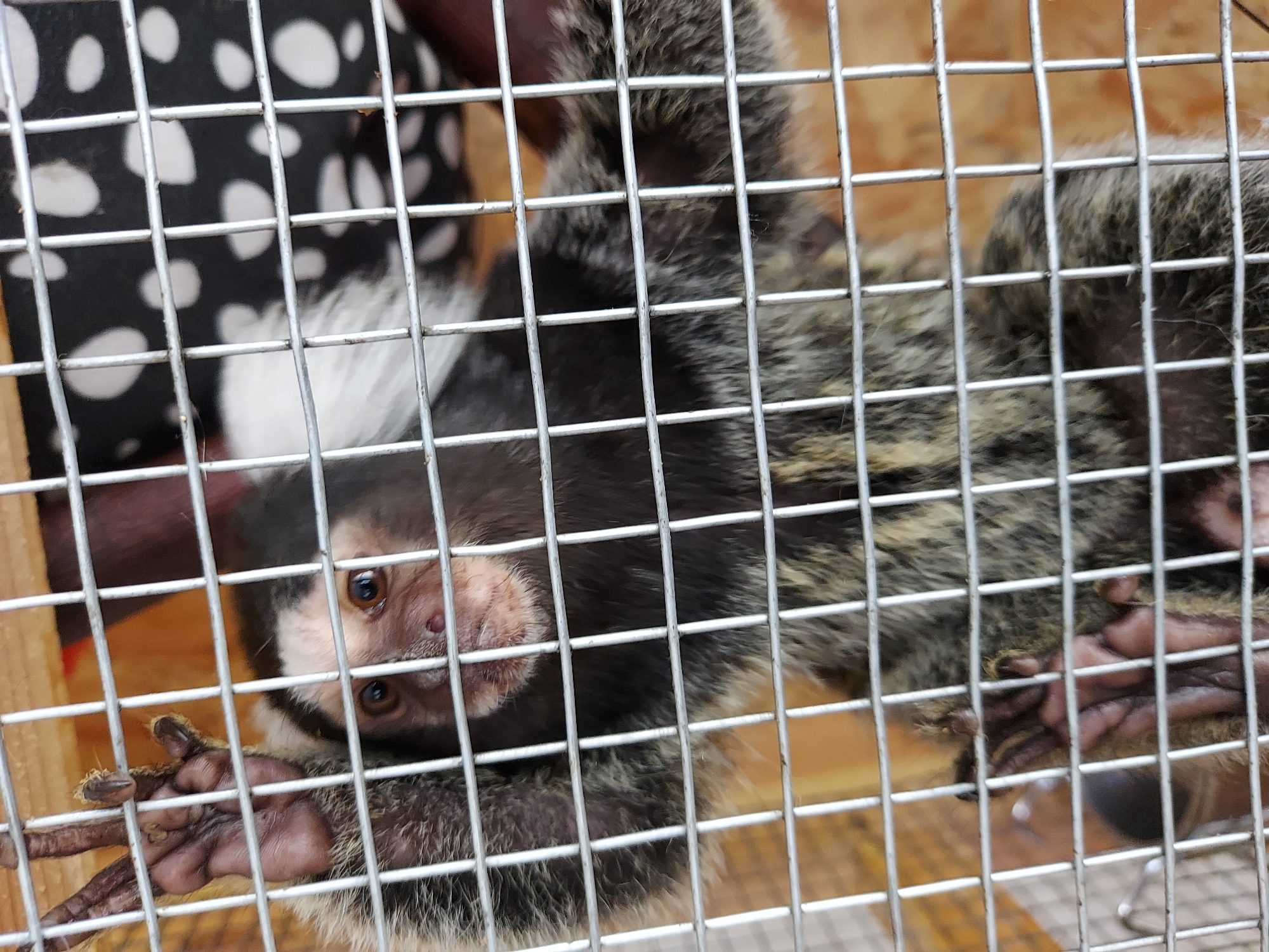A small primate, likely a marmoset or tamarin, is the central subject of the image, seen through the metal bars of its enclosure. The animal is oriented sideways or upside down, gripping the cage bars with its hands and feet. It has dark fur covering its head and upper body, contrasted by prominent white fur around its face and chin. Its face features large, dark, inquisitive eyes and a pinkish-brown snout. The monkey's body and limbs display a mottled or striped pattern of grey, brown, and black fur. Its bare hands and feet are a dark, flesh tone with visible nails.
The monkey is confined within a cage made of sturdy, grey metal bars that form a grid pattern, partially obscuring the view. In the background, to the top left, a black material with irregular white spots is visible. Behind and below the monkey, there are surfaces with a light brown or orange-toned wooden appearance. The lighting is bright and clear, suggesting either a well-lit indoor environment or daytime conditions. No text is visible in the image. The monkey's expression appears alert and curious.