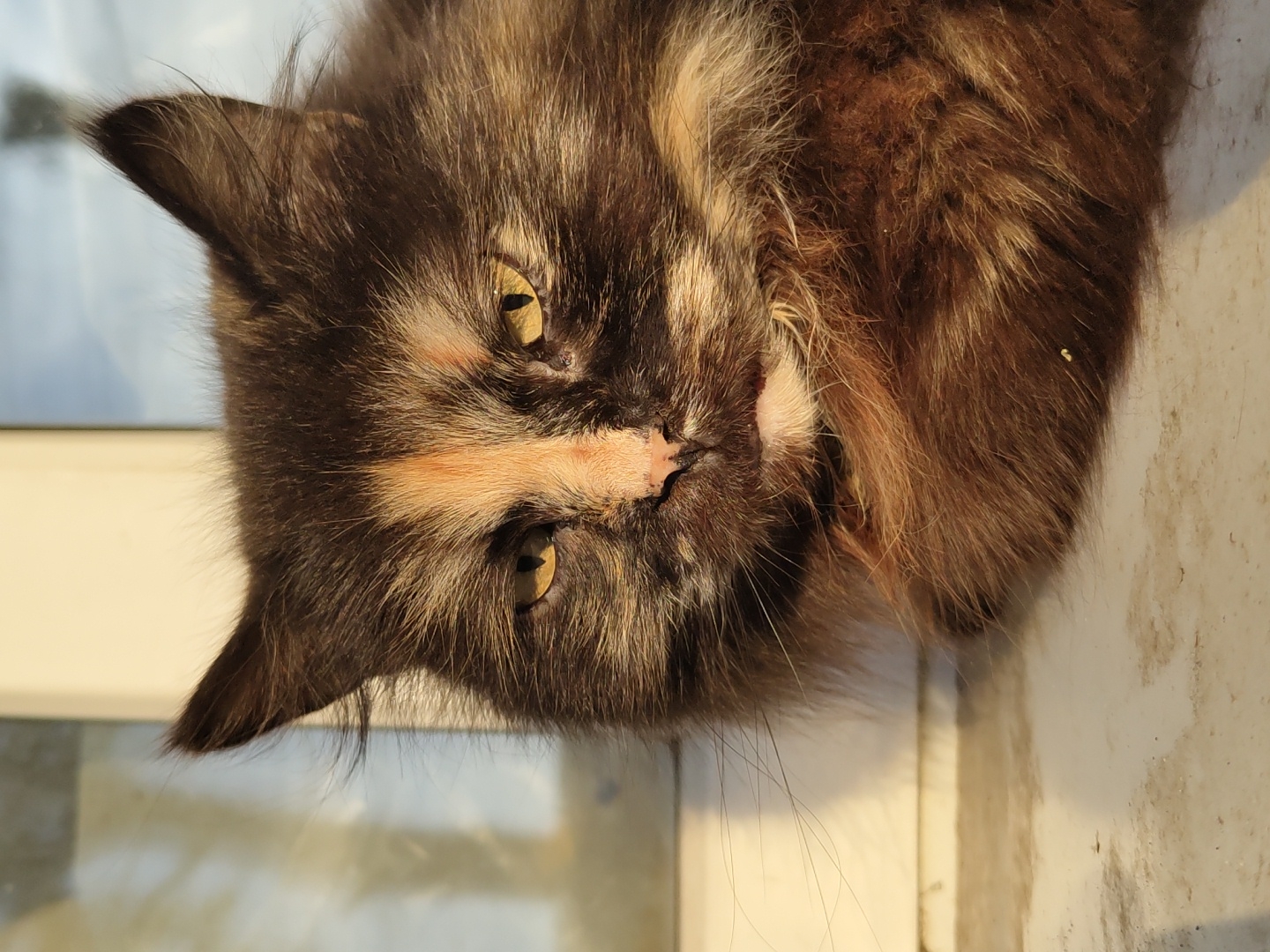 A close-up photo shows a tortoiseshell cat's face. The cat has yellow eyes, a pink nose with dark markings, and a mix of brown, black, and tan fur. The cat is positioned near a window frame. The location is Unknown, Unknown.
