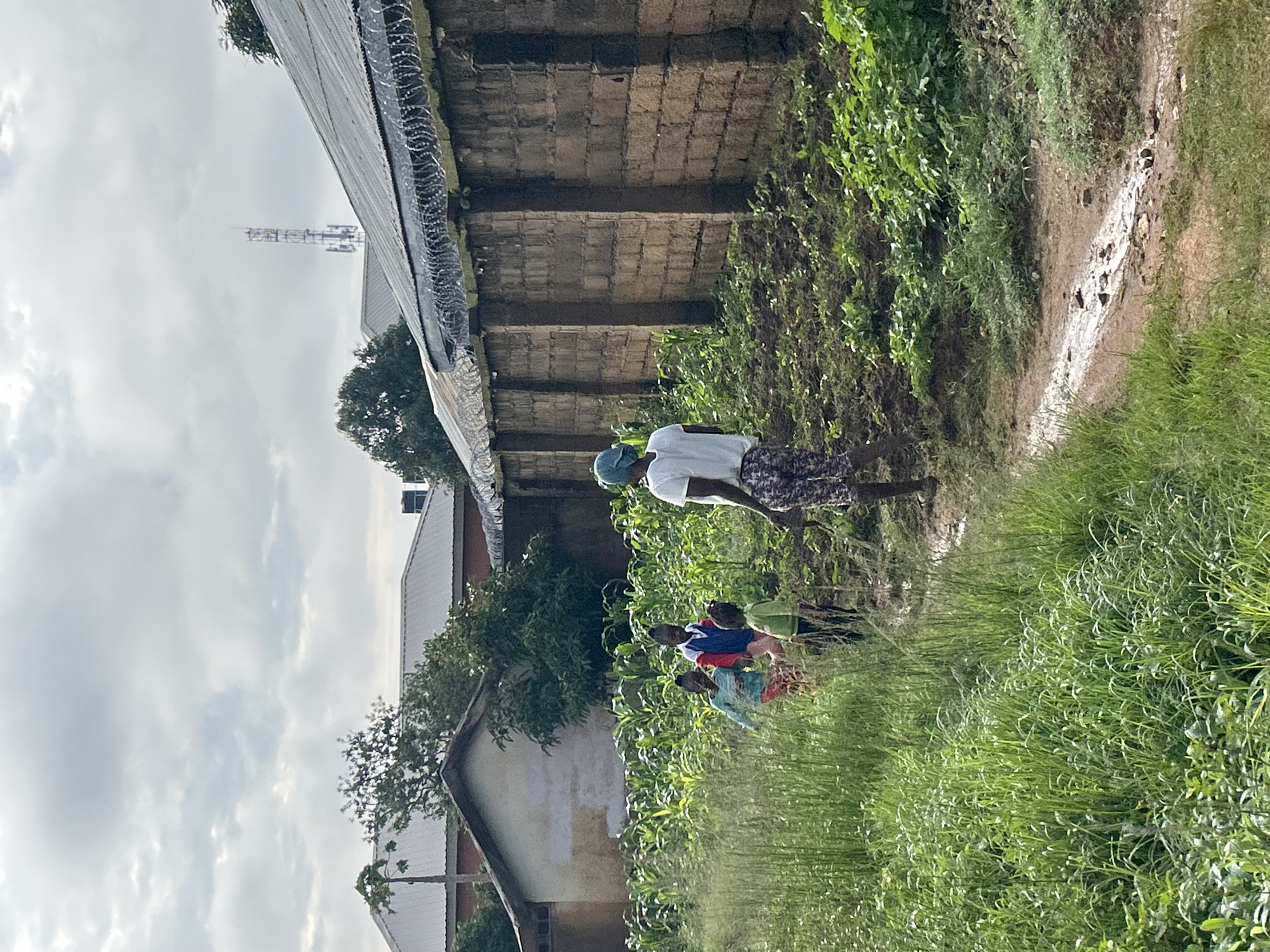 In an outdoor setting, on a cloudy day, a person walks along a dirt path, flanked by tall green grass and a cultivated field of corn. The person is wearing a white t-shirt and patterned pants, with a blue head covering. Behind them, the path leads towards a long, low brick wall topped with barbed wire. Beyond the wall, a metal-roofed building with a communication tower in the distance is visible. In the foreground, three children are walking through the cornfield, two of them closely following the third. The overall scene suggests a rural or semi-urban environment, possibly a residential area with agricultural elements. The location is the city of Jos, Nigeria, as indicated by the provided context.