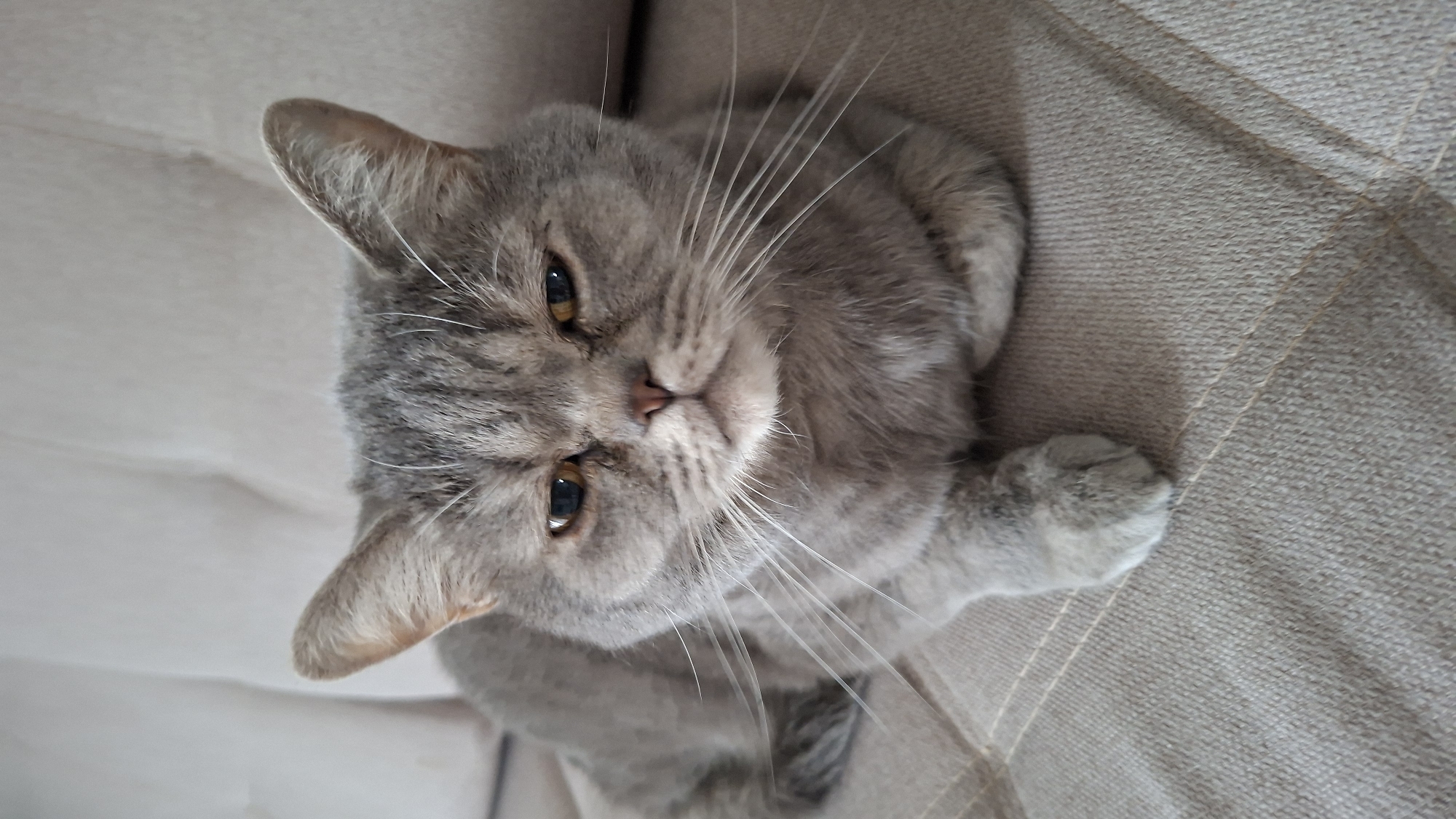 A grey cat with amber eyes is lying on a textured, light-colored couch. The cat is looking directly at the camera with a slightly grumpy expression. Its fur is short and appears soft. The couch has a visible woven texture and stitching details. The background is a blurred, light-colored surface, possibly part of the same couch. The image was taken indoors. There is no indication of the location in Chaikovsky, Russia, or any other city.