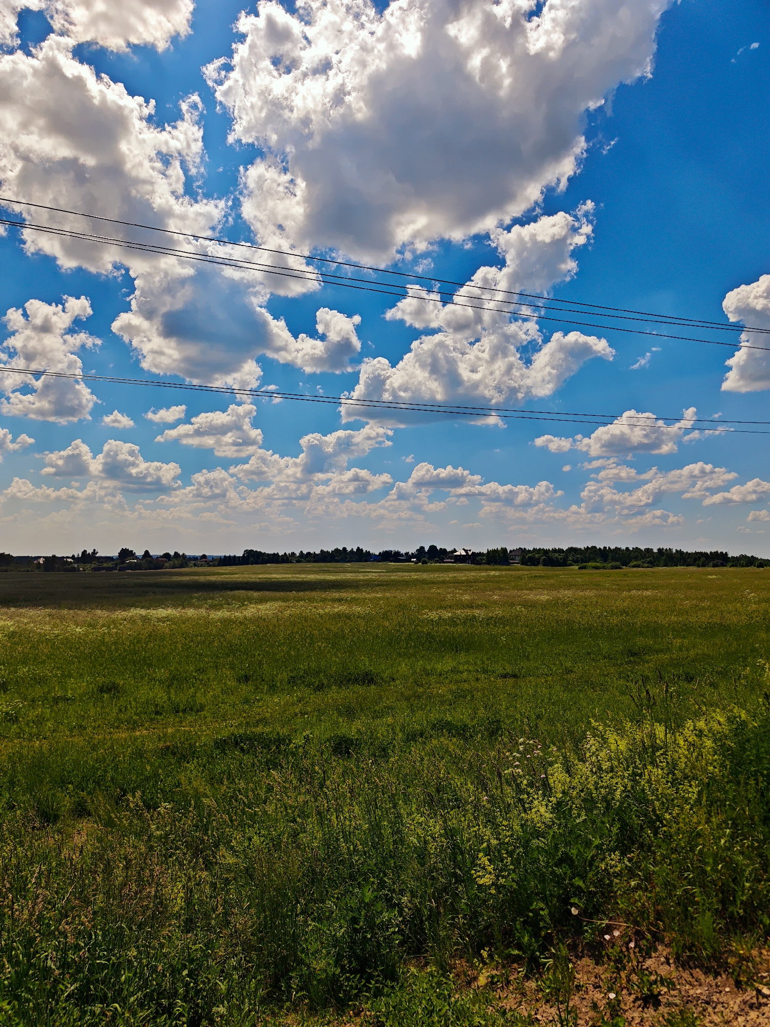 This is a vertical, eye-level, medium-shot photograph of a sunlit, rural landscape on a clear day. The scene is dominated by a vast, green field of grass and wildflowers that stretches towards a distant tree line. In the foreground, tall grass and wildflowers are visible, with some areas of dry, brown earth. Behind the field, a dense forest forms a dark green line across the horizon. A few small buildings and trees are scattered amongst the treeline, suggesting a rural settlement.
The sky above is a vibrant blue, filled with large, puffy, white cumulus clouds. The sunlight casts a bright, warm glow over the landscape, creating a shadow on the left side of the field. The presence of power lines strung across the top of the frame indicates civilization is nearby.
The time of day appears to be midday or early afternoon, given the bright sunlight and the clear blue sky with scattered clouds. The weather is sunny and fair. The location is identified as Kurovo, Russia. There are no people or animals visible in the frame, and no text is present. The overall mood is peaceful and serene, evoking a sense of the natural beauty of the Russian countryside in summer.