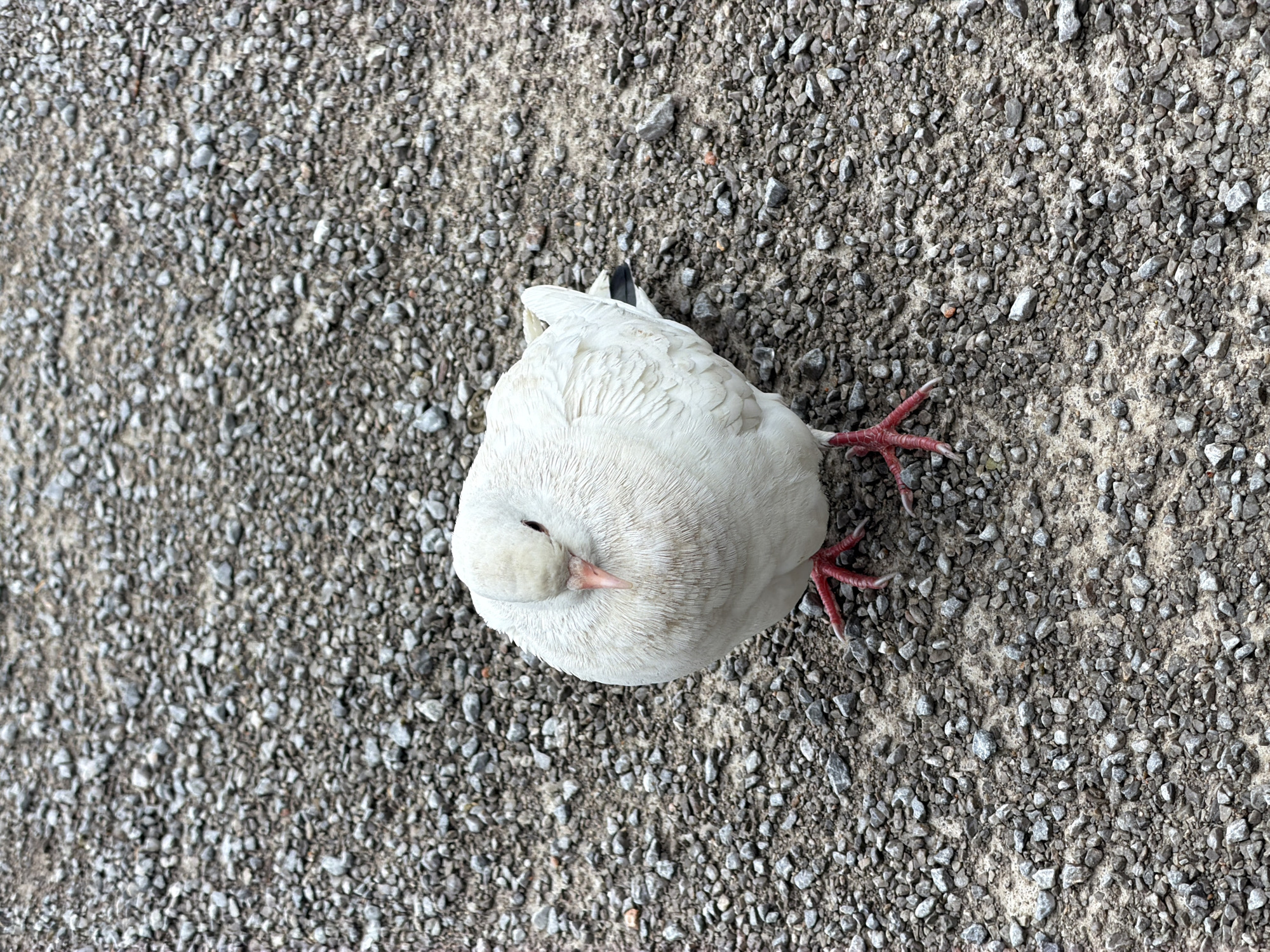 The image depicts a white pigeon lying on its side on a gravel surface. The pigeon appears to be injured or dead, with its legs splayed out. The location is not discernible from the image; therefore, the city of Grad Rijeka, Croatia, cannot be verified.