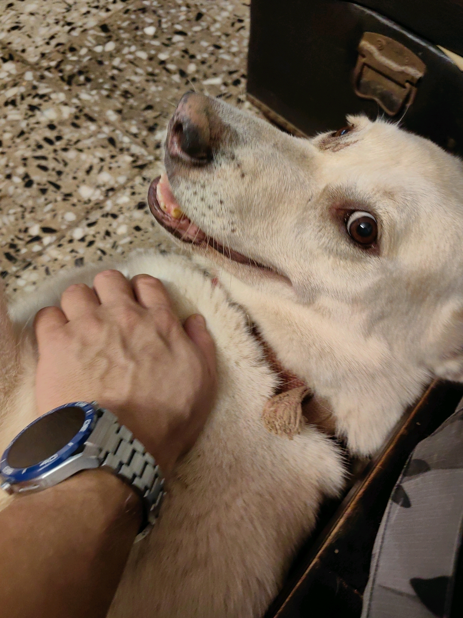 A close-up, eye-level shot captures a light-colored dog lying down with its head turned upwards and to the right, appearing surprised or alarmed. The dog's mouth is slightly open, revealing its teeth and gums. A human hand is gently resting on the dog's chest, and the person is wearing a silver-banded smartwatch with a blue bezel on their left wrist. The background features a speckled floor, a dark brown object that appears to be a suitcase or trunk, and a portion of patterned fabric. The scene does not contain information that can be used to determine its location in Mumbai, India.