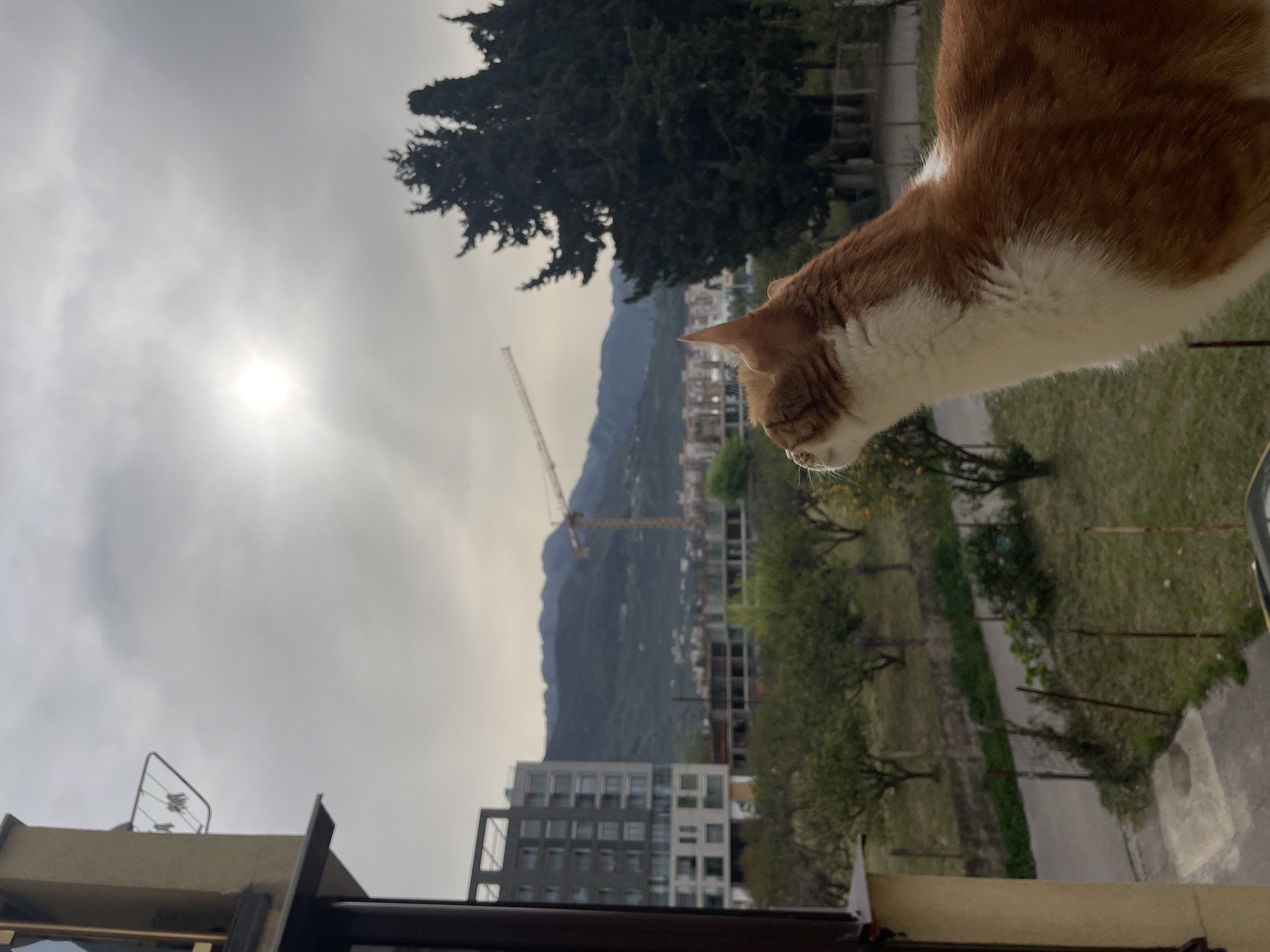 An orange and white cat is positioned on a balcony overlooking a cityscape in Bar, Montenegro. The cat's head is tilted downwards. In the background, the cityscape includes buildings, a construction crane, and mountains. The sky is overcast with the sun visible through the clouds. A tree is partially visible in the upper-left corner of the image. A fence is visible on the right side. The image is slightly tilted.