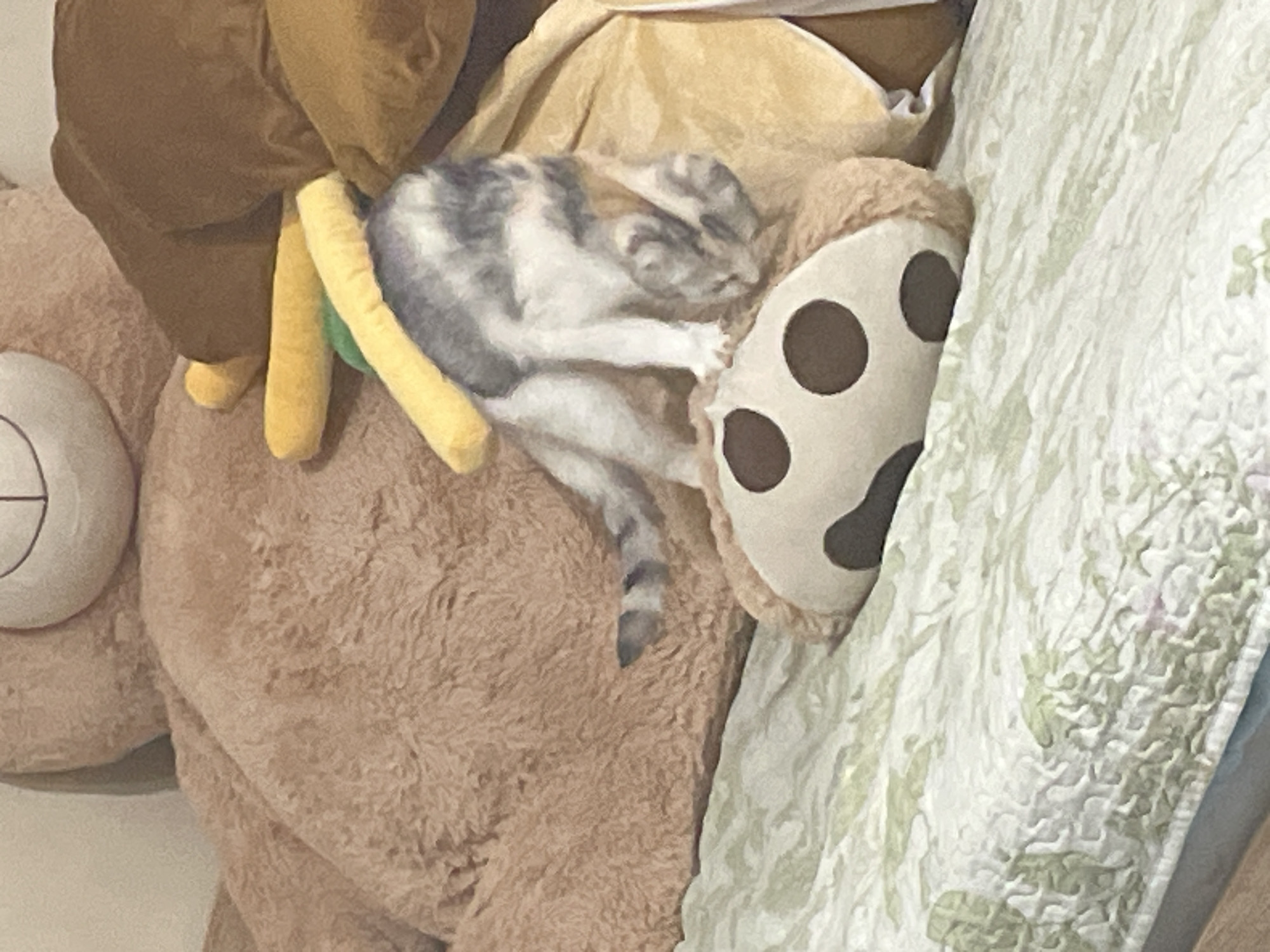 A photograph shows a gray and white cat sleeping on top of a large, stuffed teddy bear. The bear is brown, and part of a paw with large dark brown spots is visible near the cat. Parts of other plush toys are also visible around the bear. A floral-patterned blanket is partially covering the right side of the scene. The location cannot be verified as Sofia, Bulgaria, from the visual information in the image.