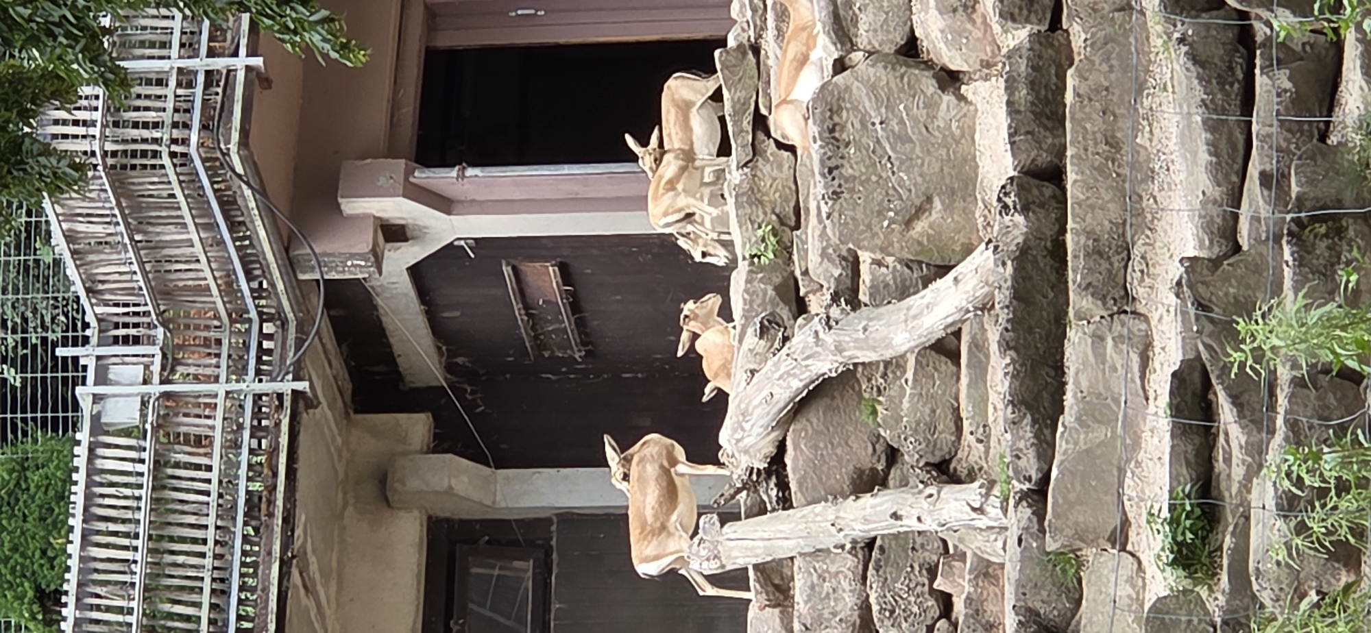The image shows a group of gazelles resting on a rocky terrain in front of a building. The building appears to be an enclosure or habitat, with dark wooden walls and a raised wooden walkway with a railing. There are trees and foliage visible in the background. The gazelles are light brown with white markings. Some are standing, while others are lying down. The environment is a zoo or animal sanctuary. The overall scene depicts a naturalistic enclosure for the animals.