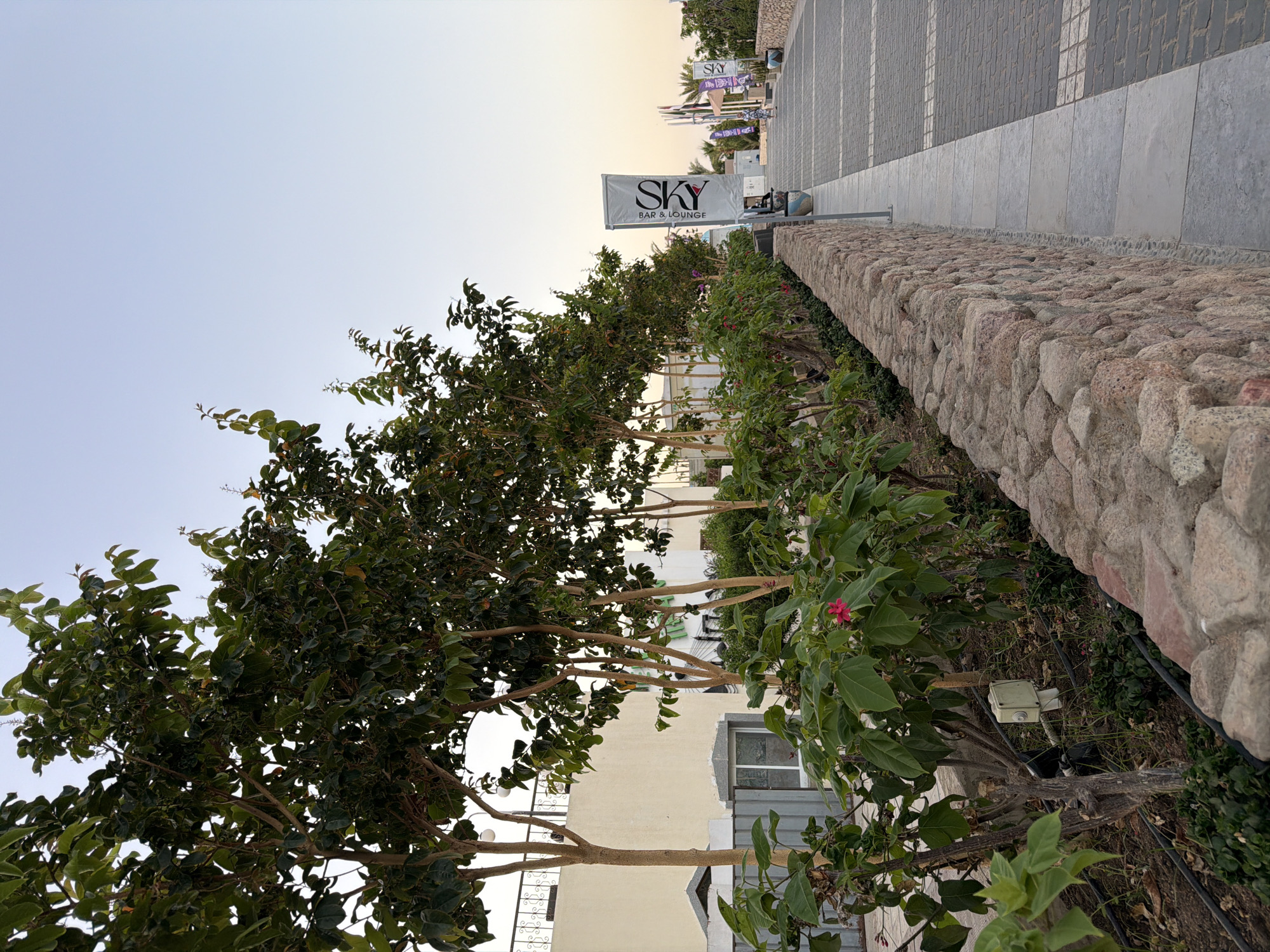 The image depicts a waterfront promenade in Sharm El Sheikh, Egypt. In the foreground, a low, rough-hewn stone wall runs along the left side, bordering a lush garden with trees and bushes. One of the trees features small pink flowers. To the right of the wall, a wide paved walkway stretches into the distance, with a patterned surface of gray pavers and darker brickwork. Several tall, vertical banners are displayed along the walkway. The banner closest to the viewer is white with black lettering that reads "SKY BAR & LOUNGE." Further down the walkway, other banners with similar designs are visible, along with palm trees and buildings in the background. The sky above is a pale, clear blue, suggesting either early morning or late afternoon. No people are clearly visible in the immediate vicinity of the garden and wall, but a person in the distance can be seen walking along the promenade. The overall scene conveys a tranquil, resort-like atmosphere.