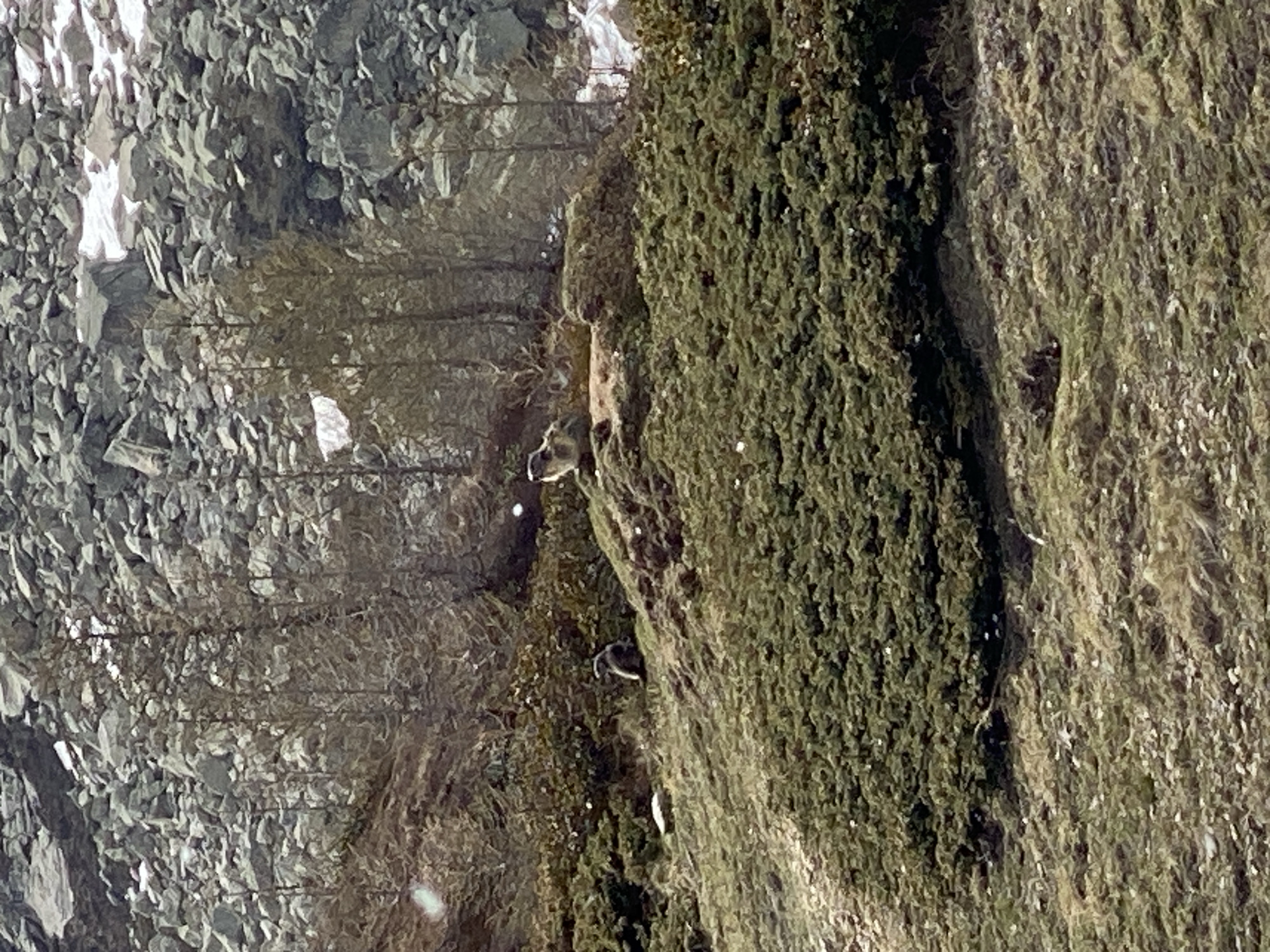 The image depicts a rocky, vegetated landscape. The left side of the image shows a steep rock face, while the right side is covered in dense green vegetation. There are several distinct animal forms visible including sheep. The location is the city of Baceno, Italy.