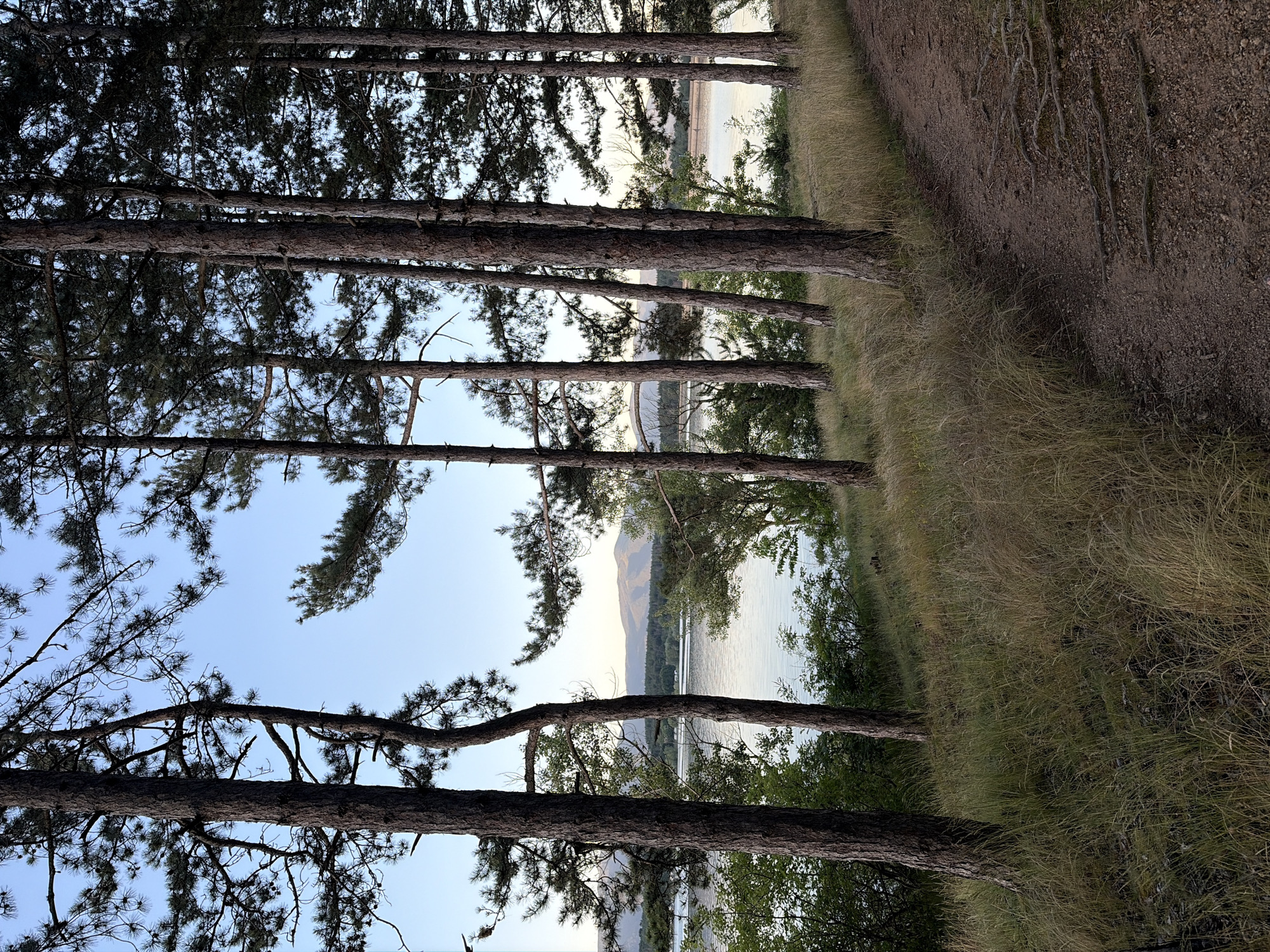 The image depicts a picturesque view of a dirt path winding through a pine forest, with a serene lake in the background. The trees are tall and slender, with their needles creating a dense canopy against the clear blue sky. The path is covered in gravel and is lined with dry grass and exposed tree roots. The lake reflects the soft light of the sky, and distant hills are visible on the horizon. The scene is tranquil and natural, suggesting a peaceful outdoor setting. The location is identified as the vicinity of Koprinka, Bulgaria, a town known for its dam and reservoir, which likely forms the lake in the image. No people or animals are visible in the frame.