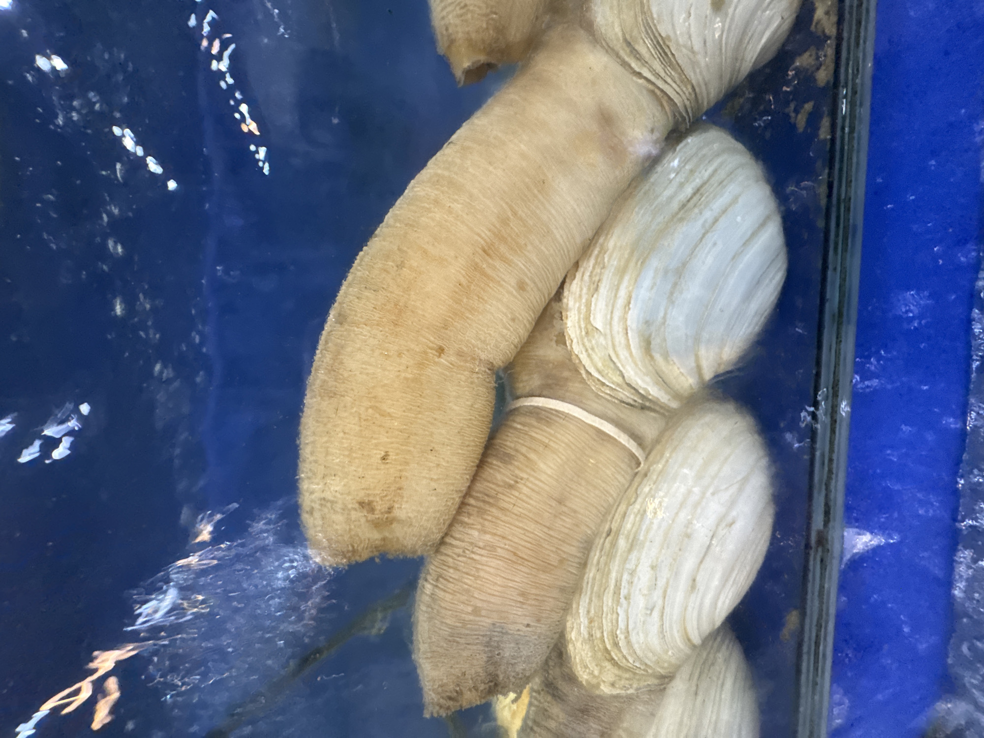 The image shows a close-up of live geoduck clams in an aquarium, likely at a seafood restaurant or market. The clams are submerged in water, visible through the glass of the tank. The tank has a blue background. The clams are a pale brown and cream color.