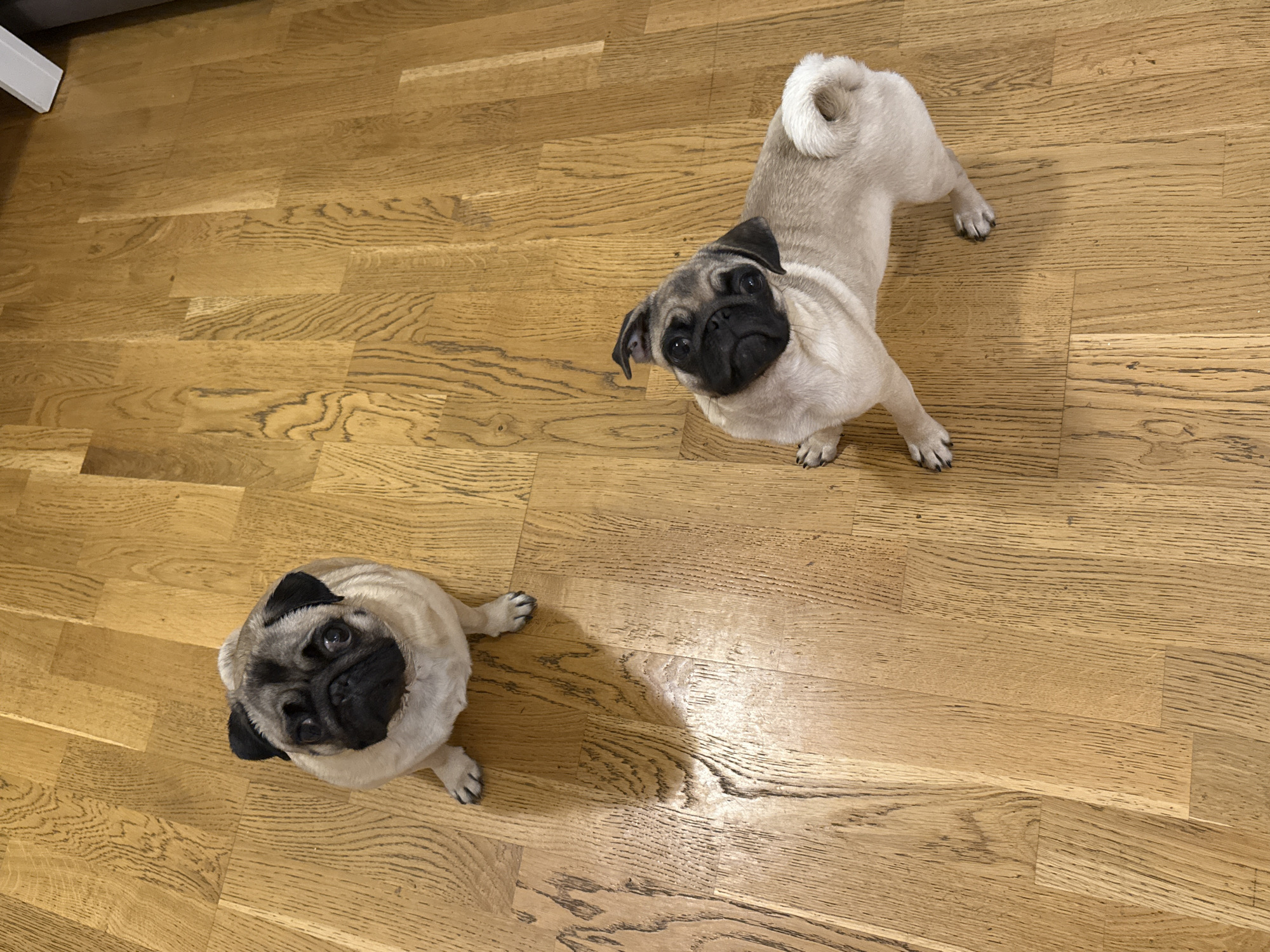 Two pugs are on a wooden floor. One pug is sitting and facing forward, looking at the camera. The second pug is also sitting and looking forward, with its head tilted to the side. The floor is made of light-colored wooden planks with visible grain. There is a shadow cast by the first pug on the floor. A white object is visible in the top right corner of the image.