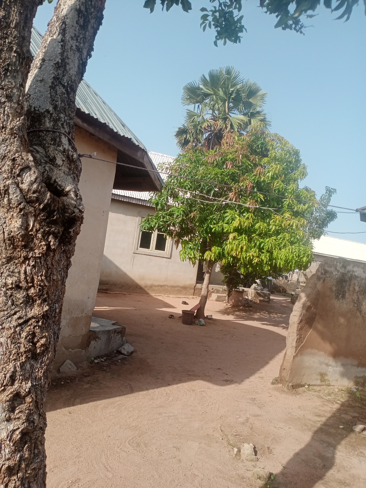 In Jalingo, Nigeria, a dirt path winds through an outdoor area adjacent to a building with a corrugated metal roof. A large tree trunk, rough and textured, dominates the left foreground. To the right of the path, a verdant tree with lush green leaves stands tall. In the background, a prominent palm tree with wide, fan-shaped fronds rises against a clear blue sky. The scene is illuminated by bright sunlight, casting distinct shadows across the sandy ground. The building appears to be a simple structure with a light-colored exterior and a visible window. The overall impression is one of a rural or semi-rural setting.